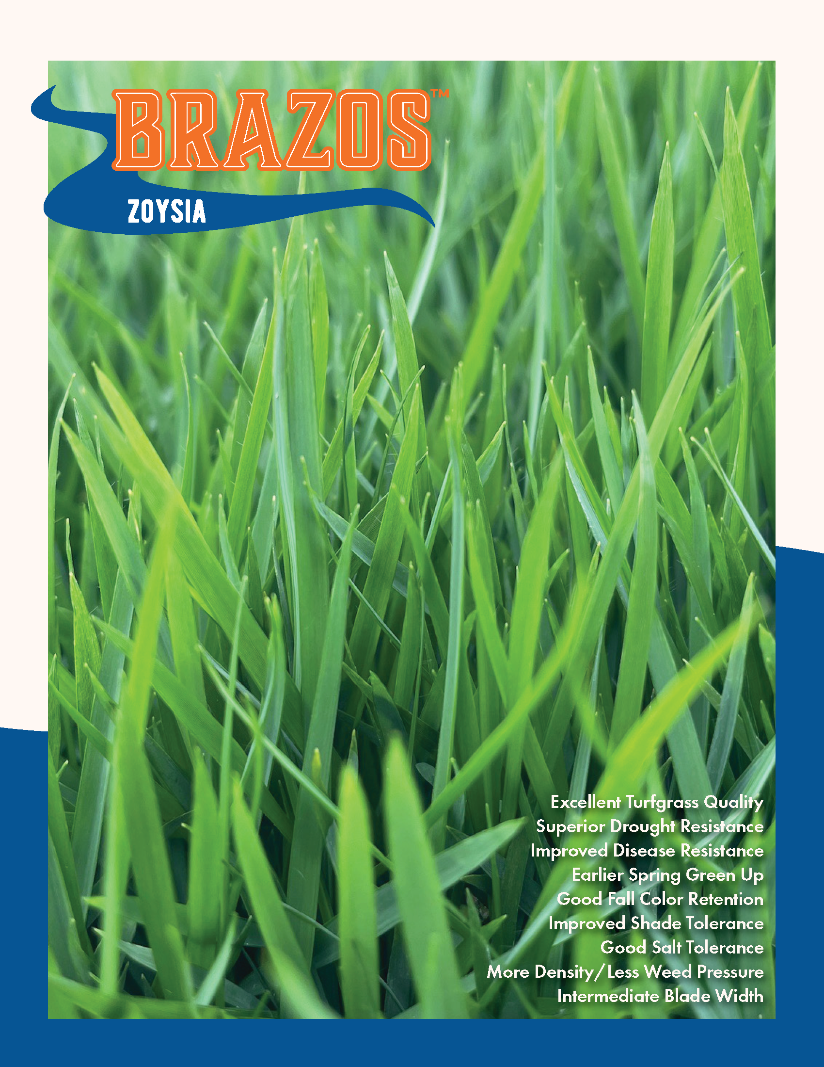 A close-up of lush, green turfgrass blades with overlay text highlighting the qualities of Brazos Zoysia grass, including excellent turf quality, improved disease resistance, drought resistance, early spring green-up, good fall color, shade tolerance