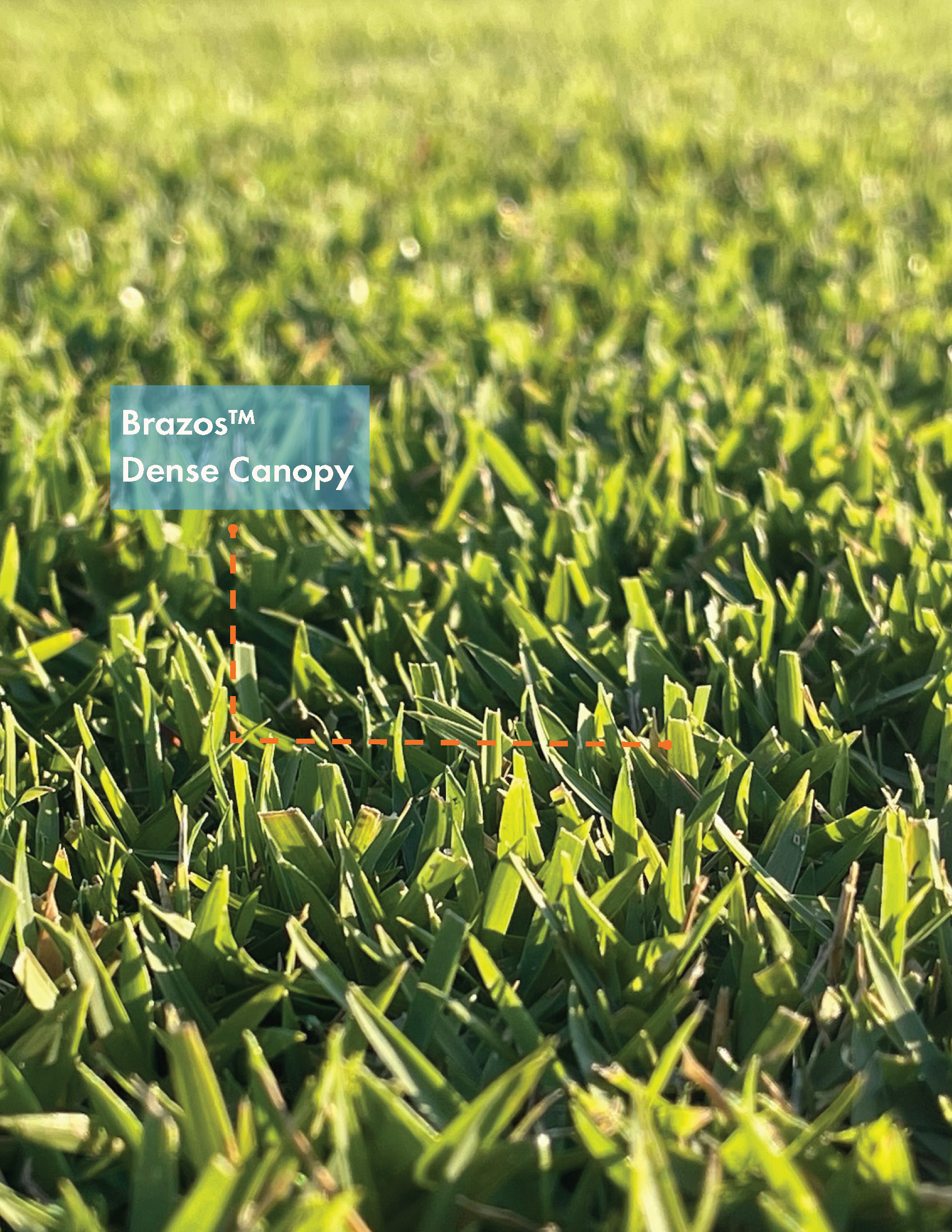 Close-up of green grass blades with a label reading 'Brazos™ Dense Canopy' in the lower left corner.
