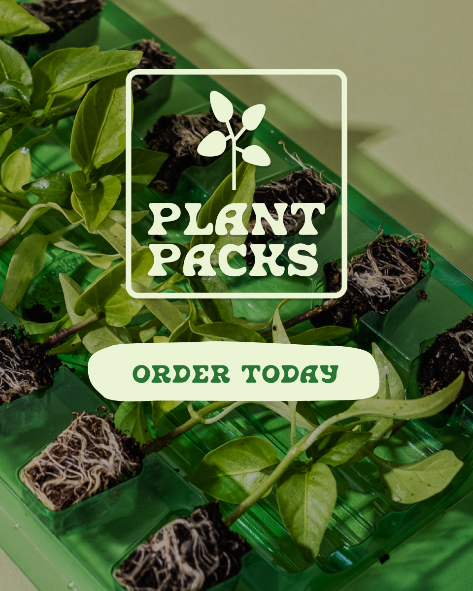 Green plant starter packs with visible roots in small soil containers, displayed with the text 'Plant Packs' and a call to action 'Order Today'.
