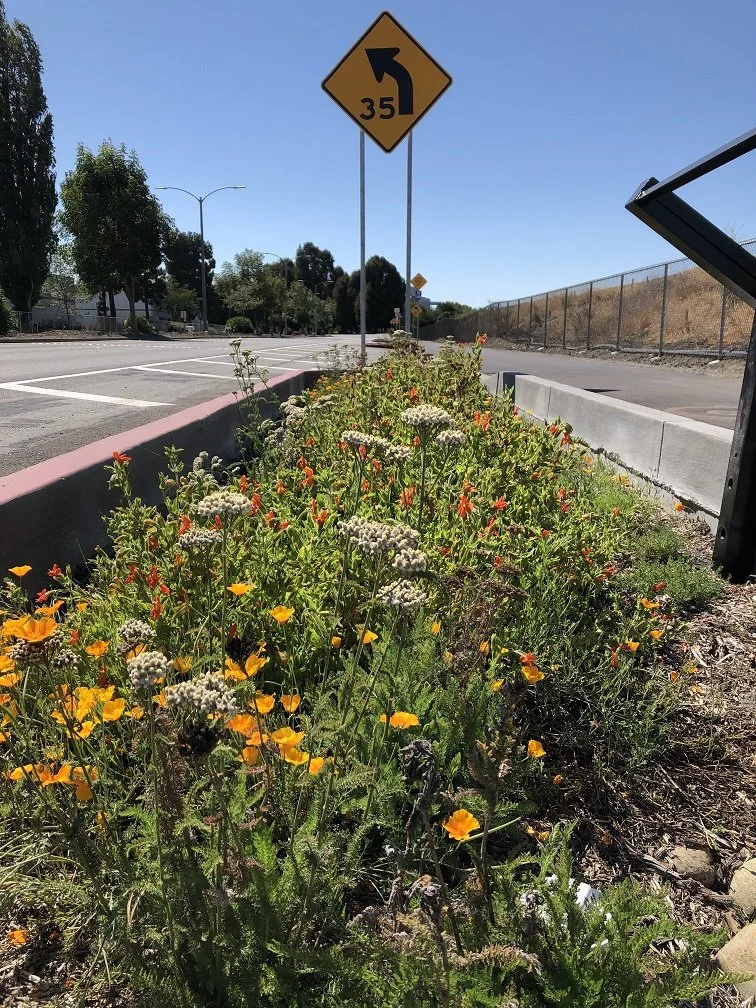 A picture of flowers in the median on Caribbean Drive