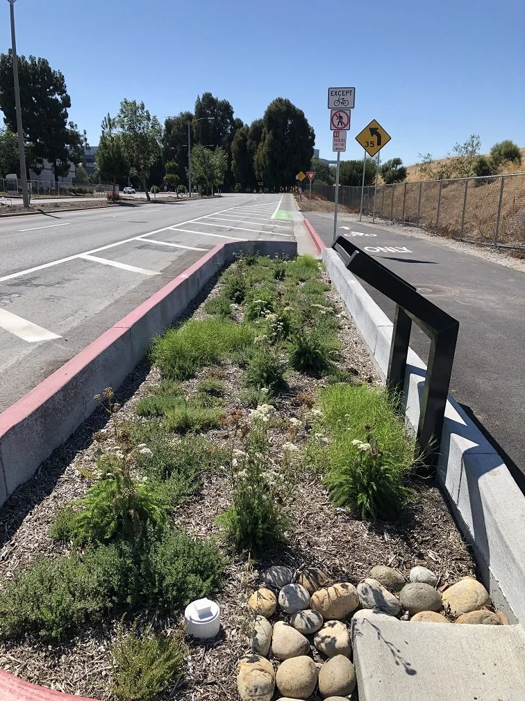 A picture of plants on Caribbean Drive