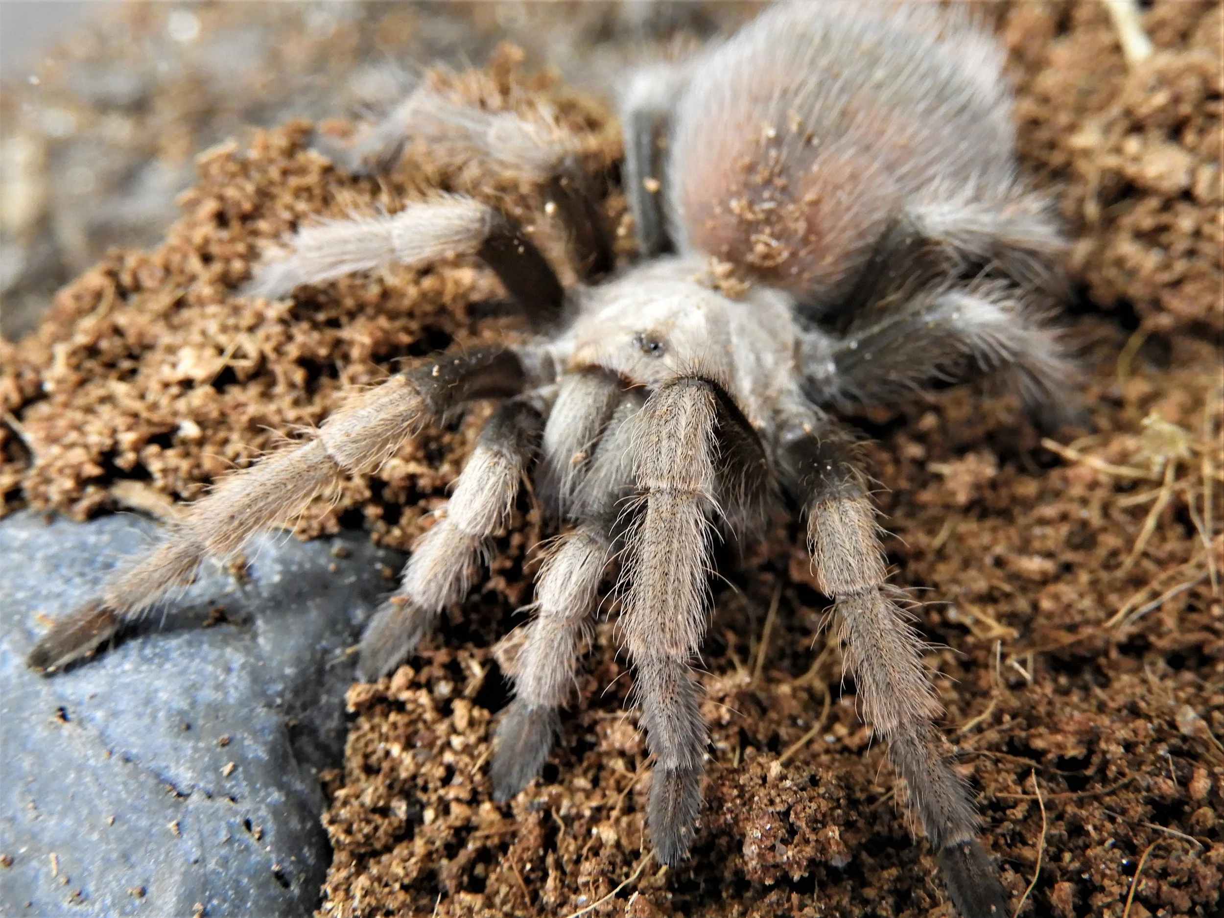 Aphonopelma Chalcodes Mexican Blonde 5-2.jpg