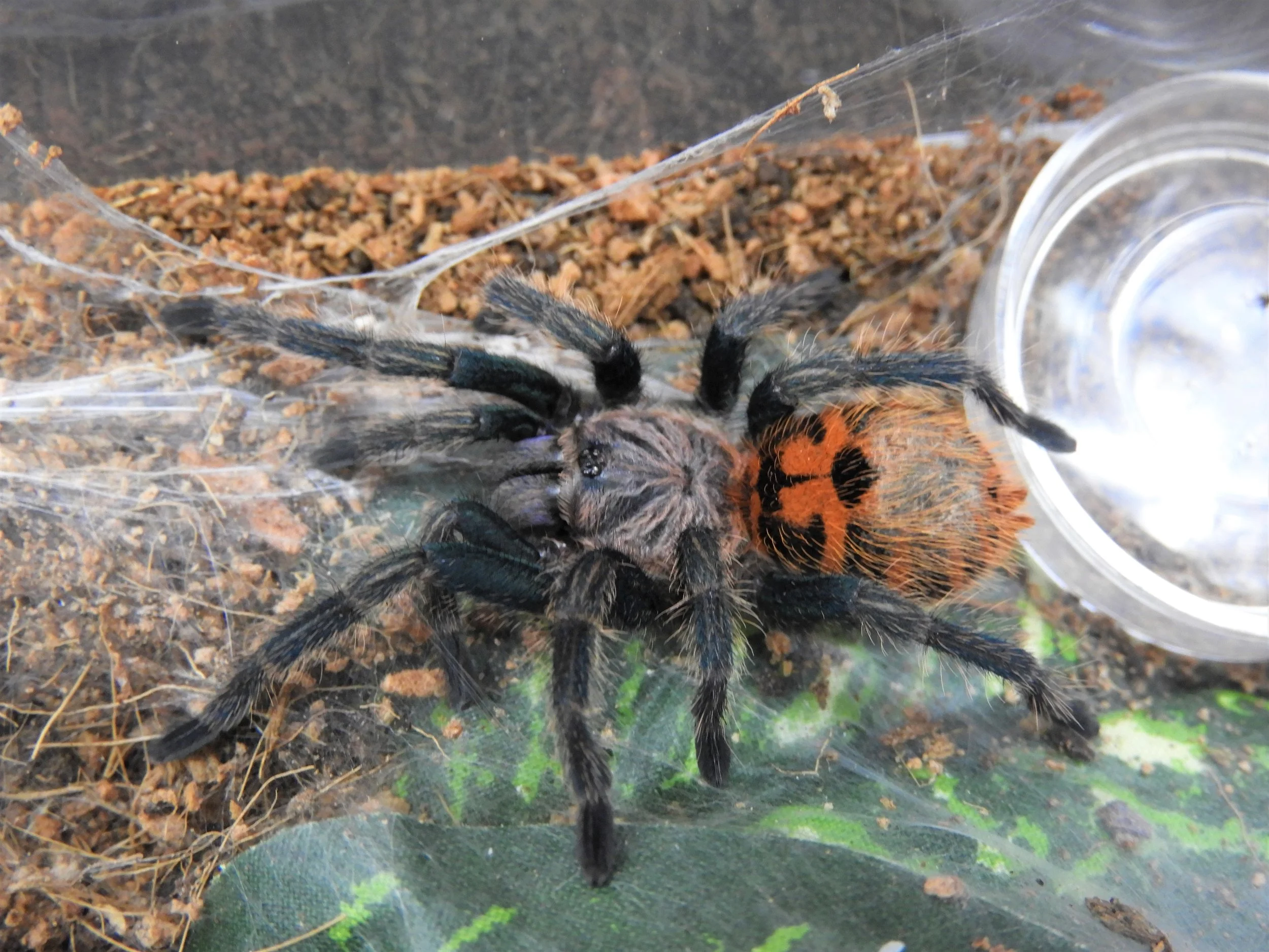GBB Green Bottle Blue.jpg