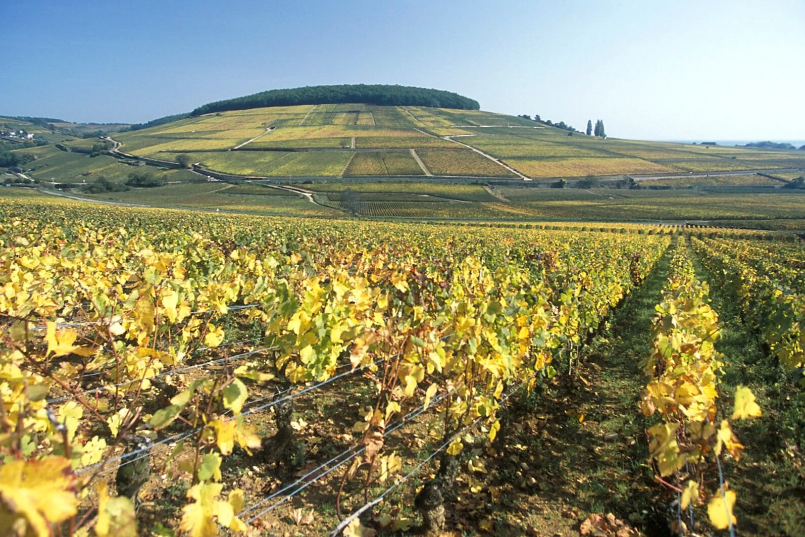 © Karolus Wine Imports