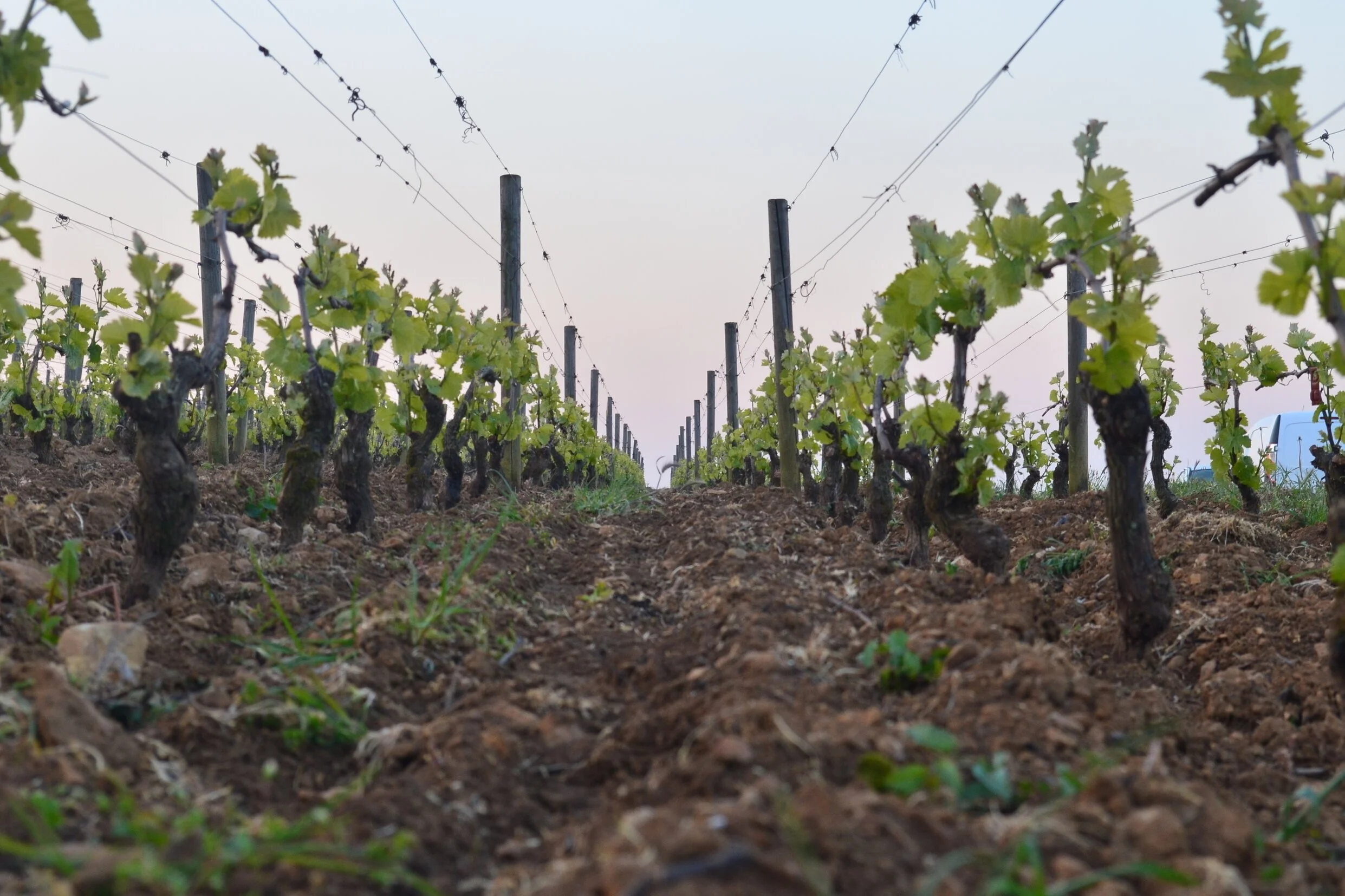 © Karolus Wine Imports