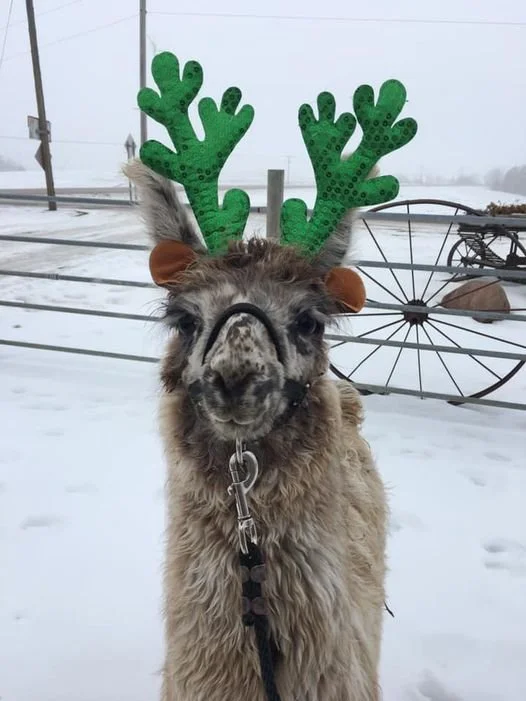llamas80256947_2692996874092152_7343436989942726656_n - Copy.jpg