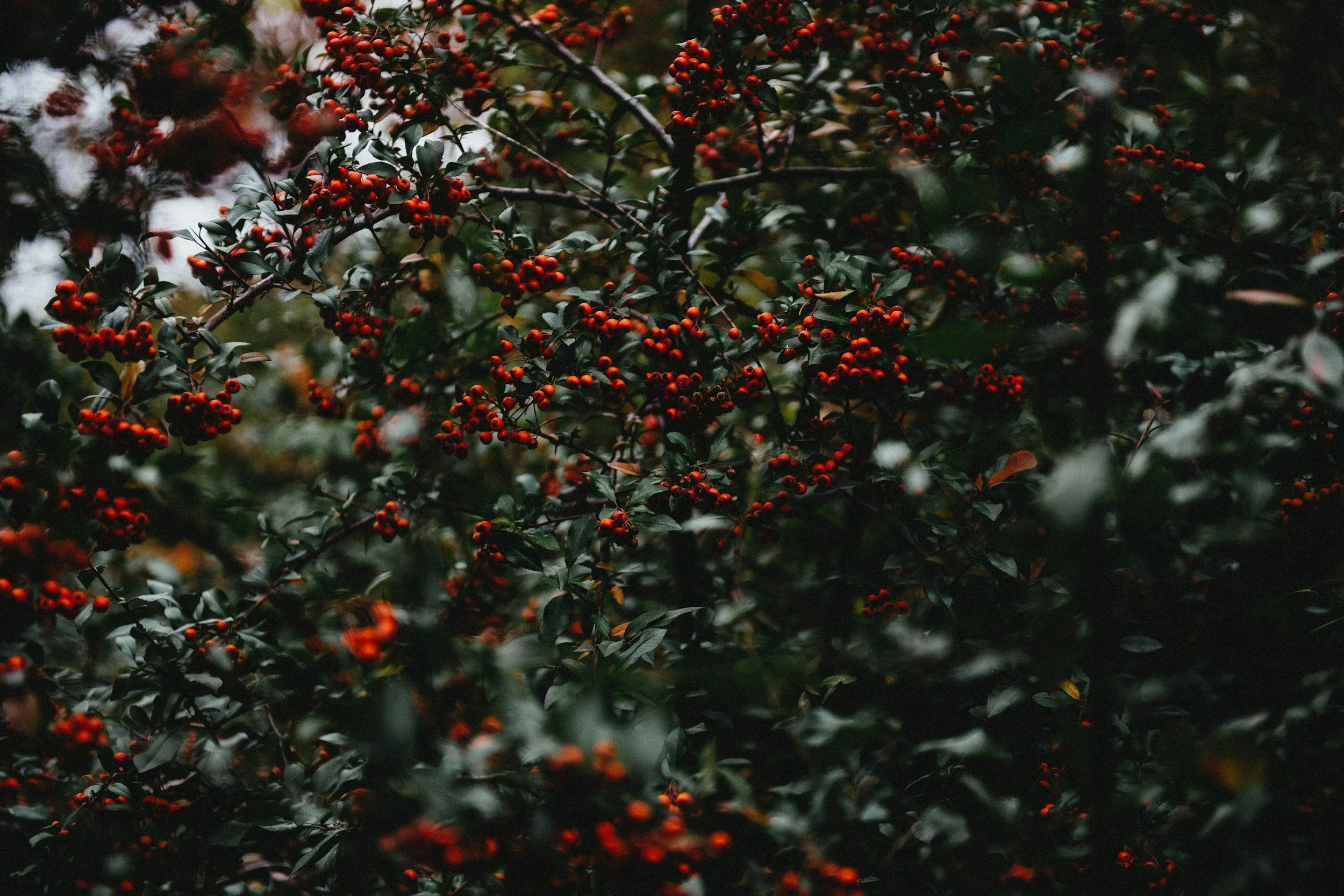 unsplash-image-4SB9CIU8L6k.jpg