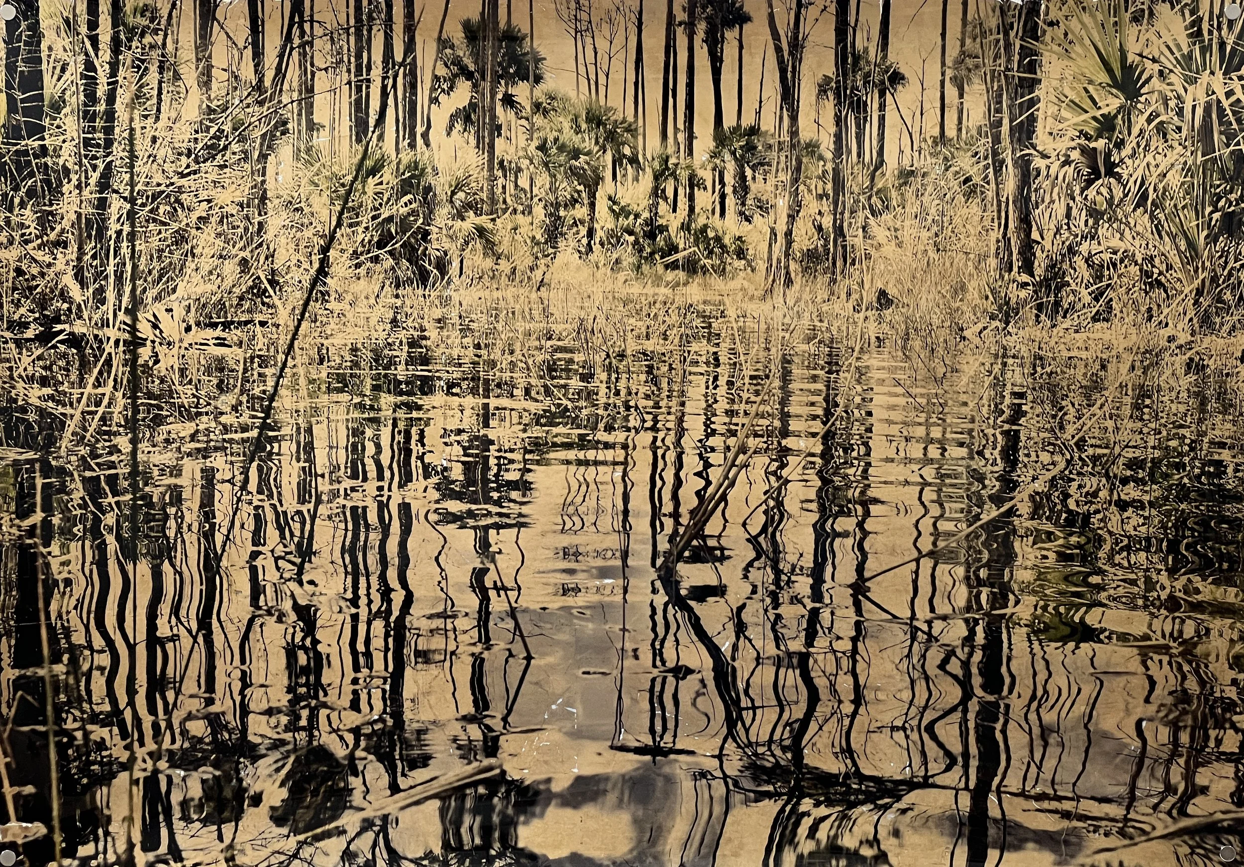 deryncowdy_everglades5.JPG