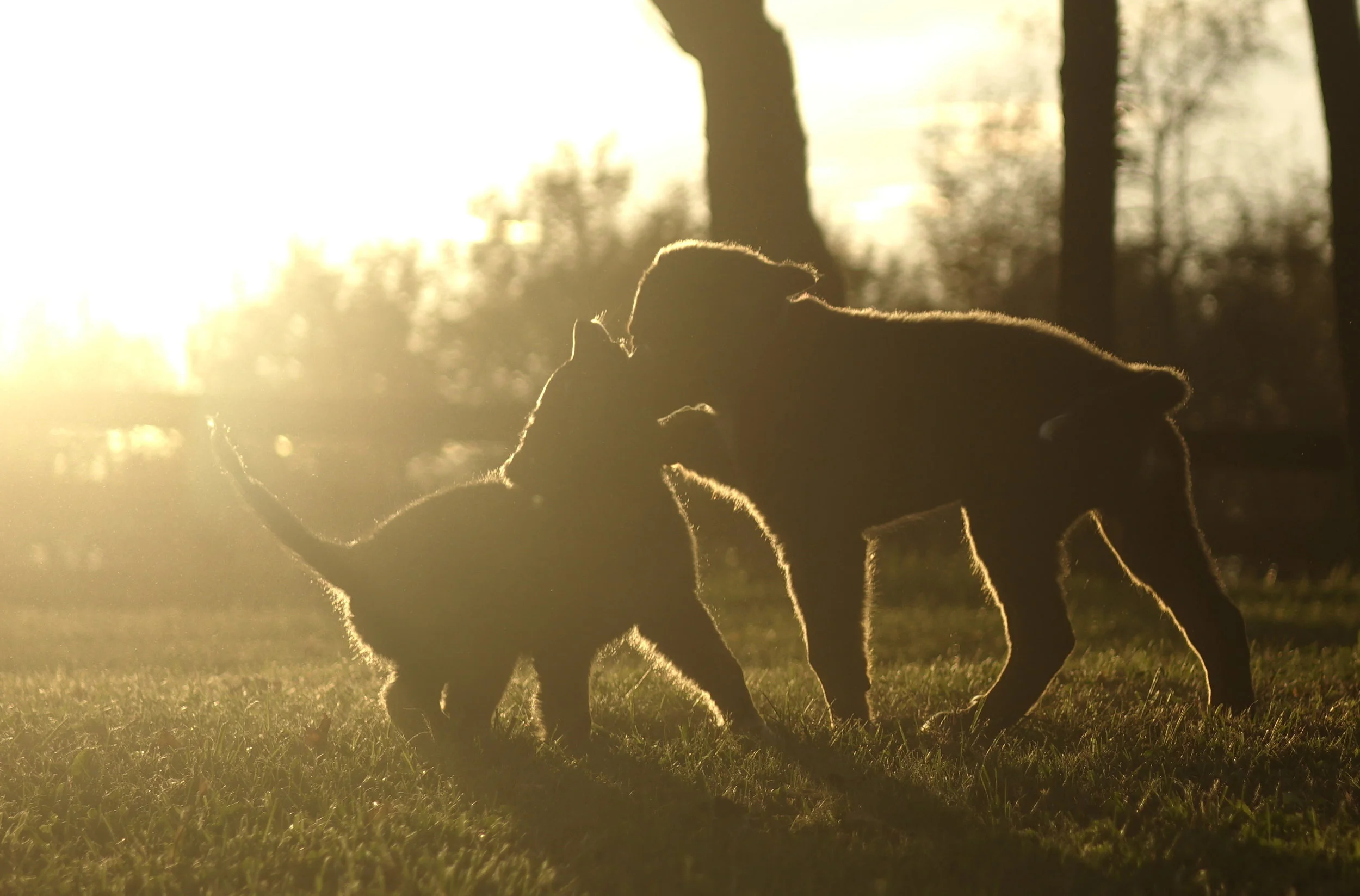 Backlit crop.jpg