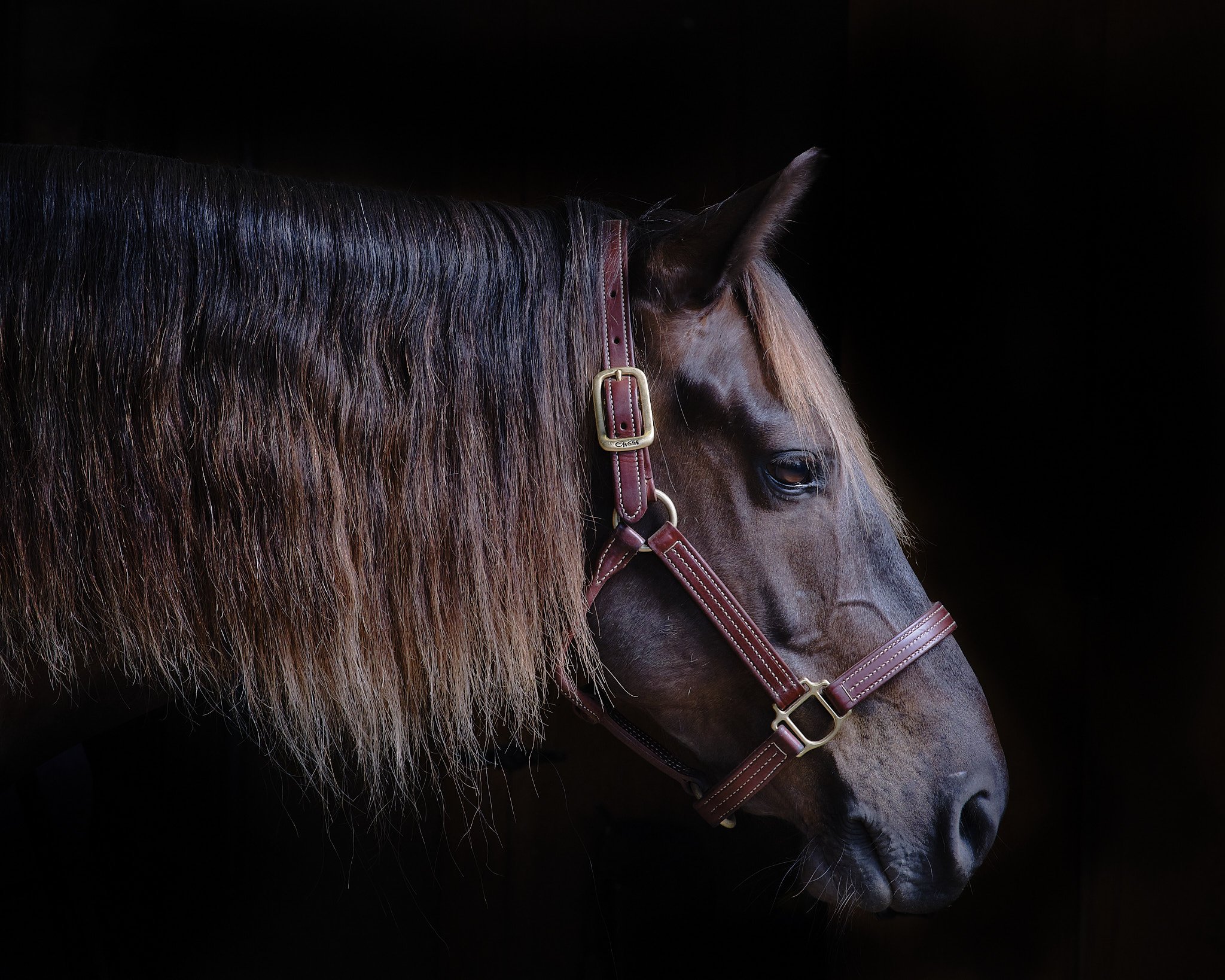 _DSF9461  Horses 28MAY2021 1.jpg