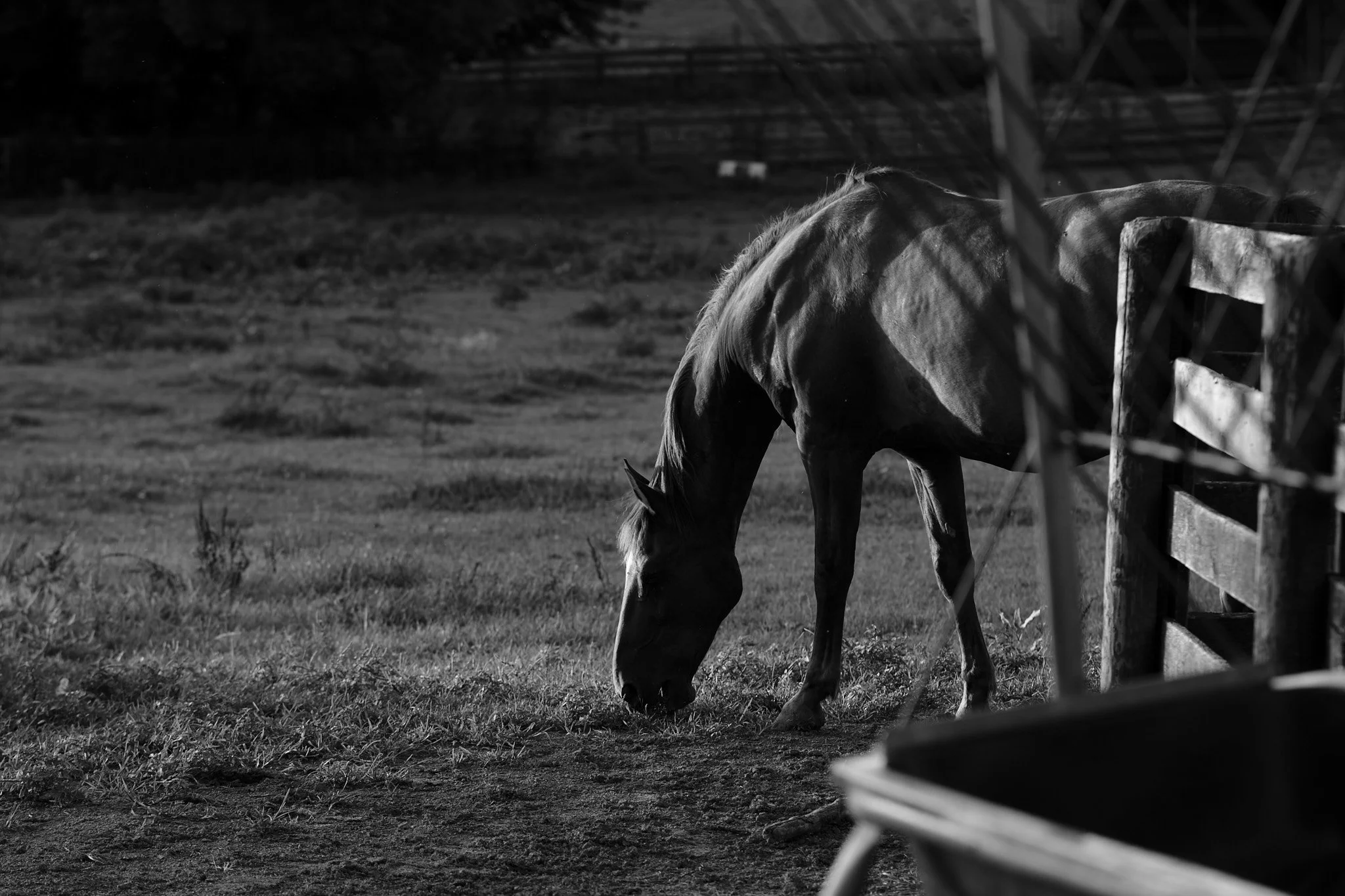 _DSF5217 Legge SC 29JUL2022.jpg