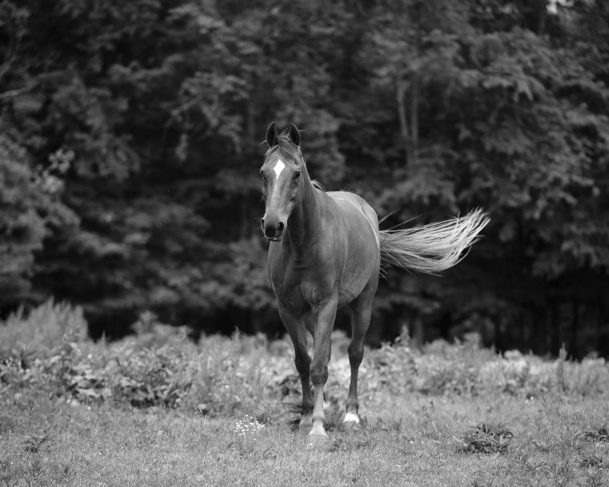 _DSF2865 HOP SC 21MAY2022.jpg