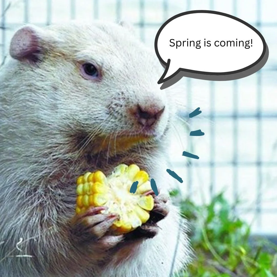 No matter what Wiarton Willie says, we are just short of 7 weeks until the spring equinox! January was tough, but we can do this! 💪

To help you get through the next few weeks of winter, consider a weekly pick-me-up: a favourite meal, a weekly gathe