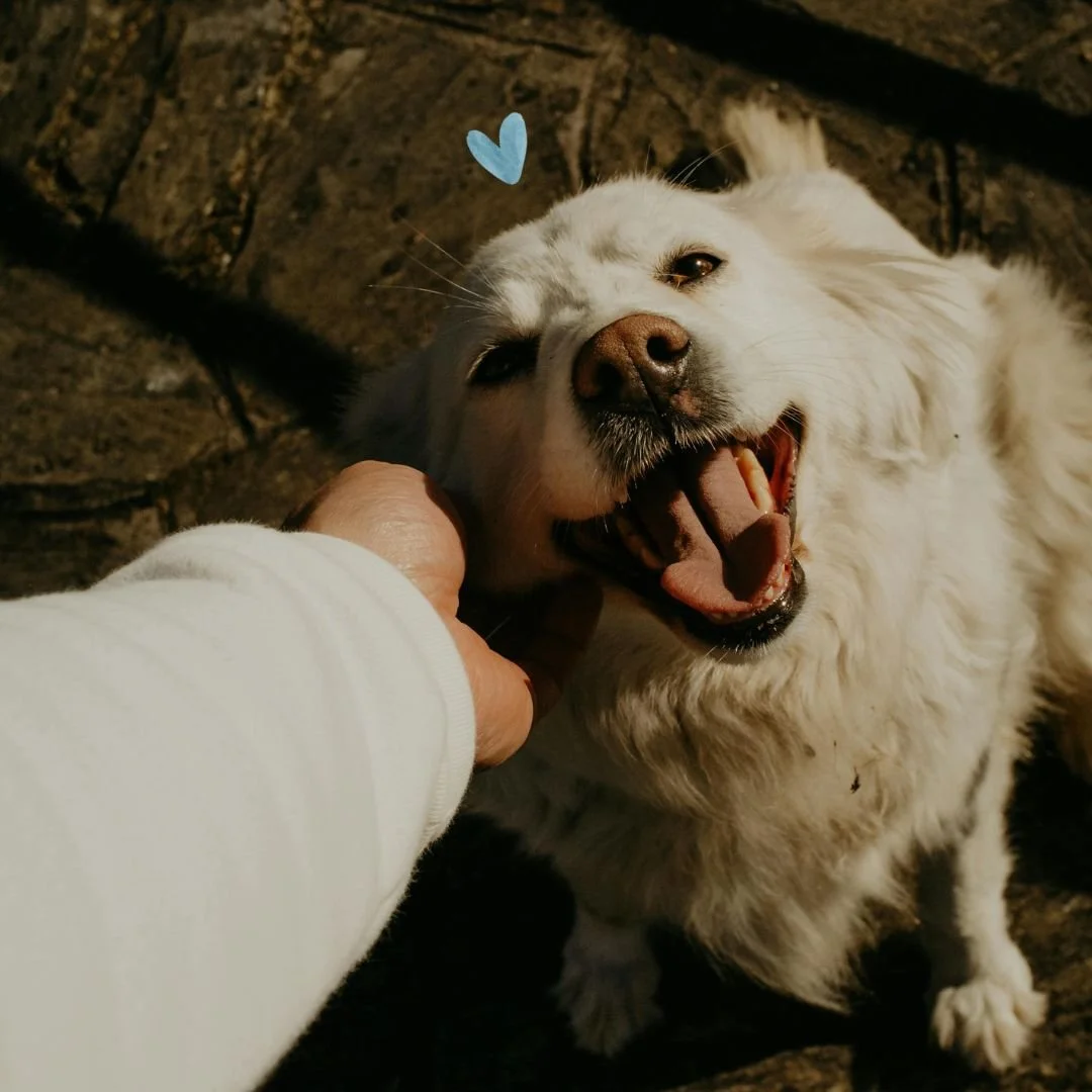 Show your furry friend some extra love this #LoveYourPetDay!

Today is the perfect reminder to care for the pets who give us unconditional love every day. Treat them to extra cuddles, a favourite snack, or a wellness check to keep them happy and heal