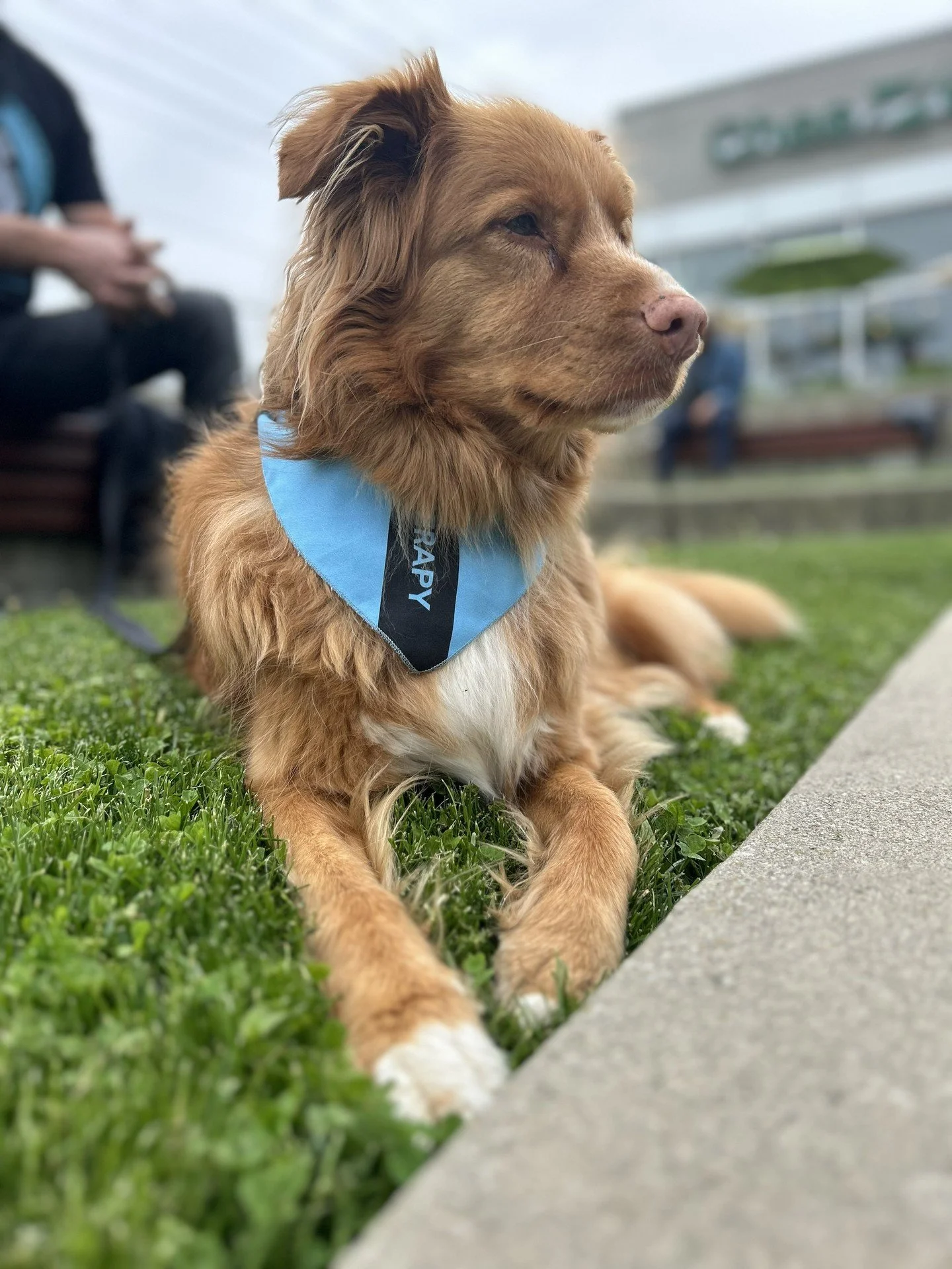 It&rsquo;s National Puppy Day, and the best part of today is the serotonin boost from all the cute puppy photos! 🐾✨

Those early months in a puppy's life are full of milestones, from first vaccines to routine checkups and growth-tracking. @vcacredit