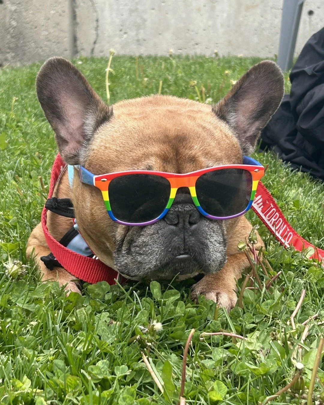 Spectrum Square is a place for the whole family, including our four-legged members. 🐾

On World Veterinary Day, we want to recognize the amazing team at @vcacreditvalley for the compassion and care they show to every pet that walks through their doo