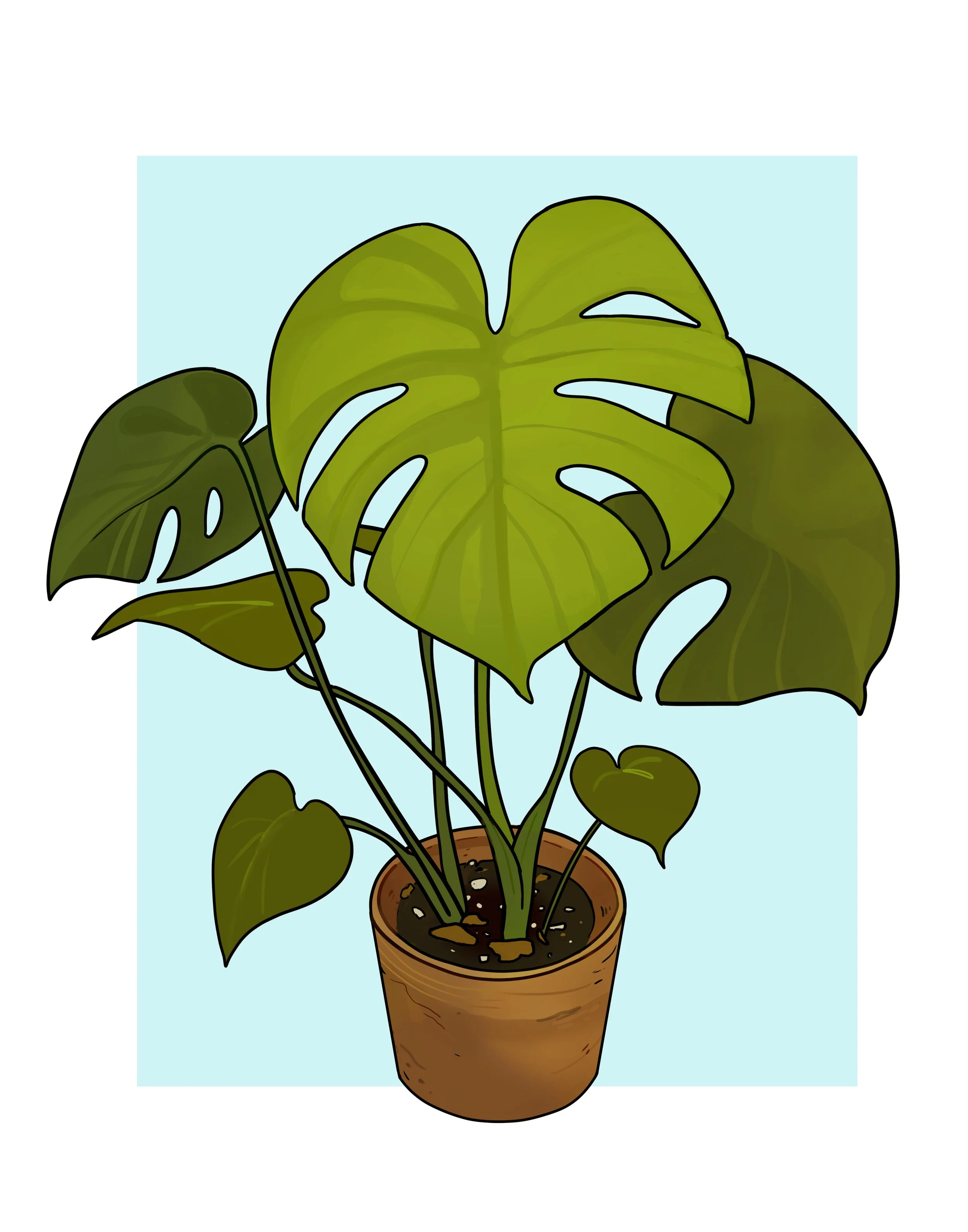 monstera.jpg