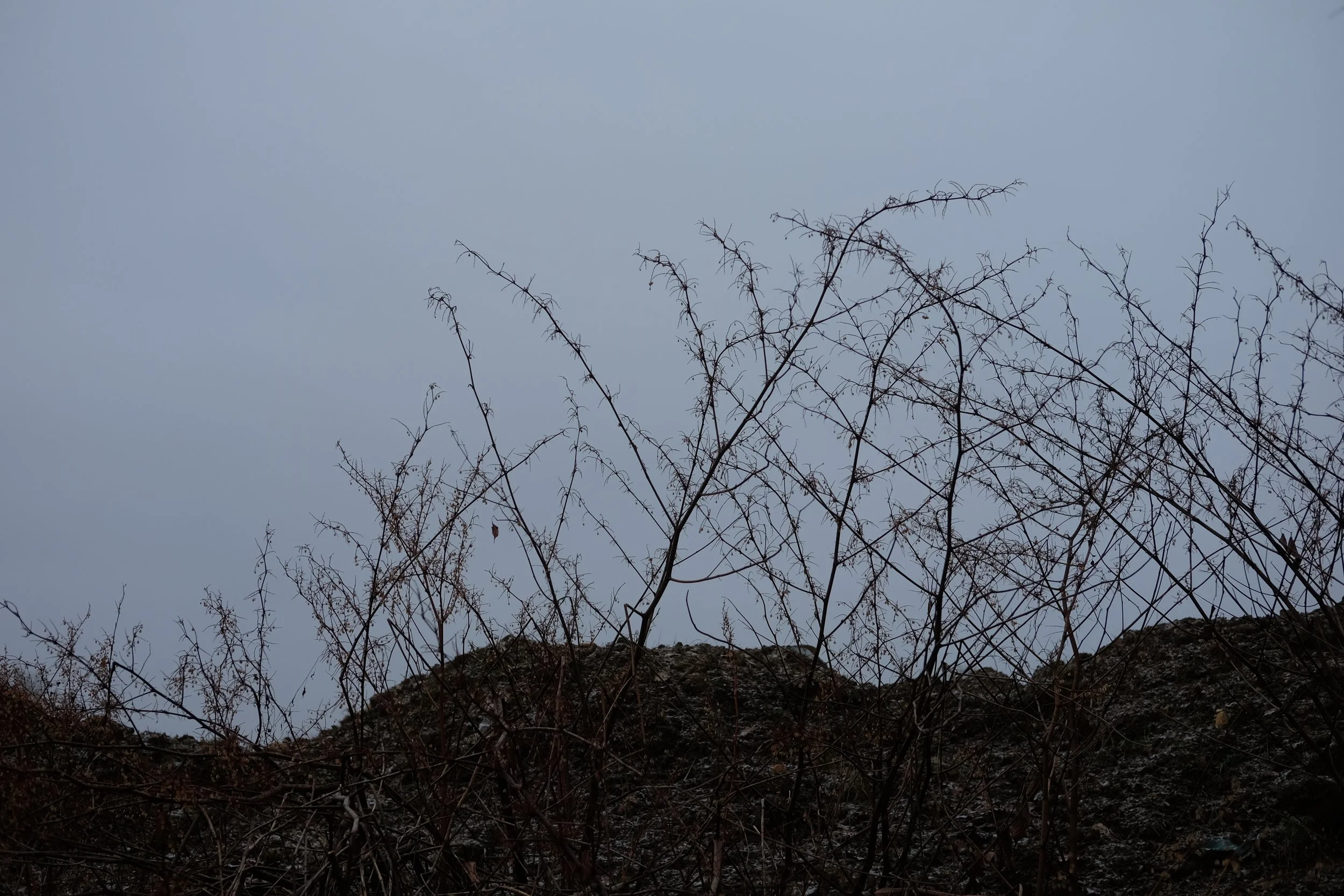 Bare, thin branches and twigs against a cloudy sky above a rocky hillside.
