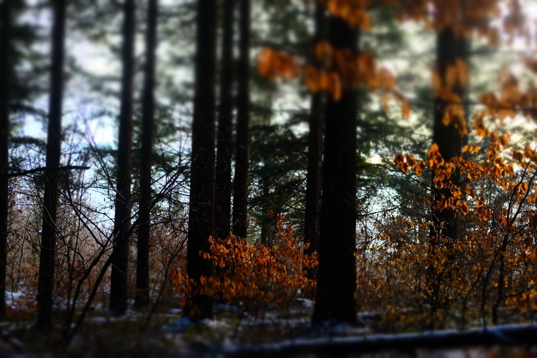 A forest scene with tall trees and autumn leaves, some of which are orange and brown, with a cloudy sky visible through the branches.