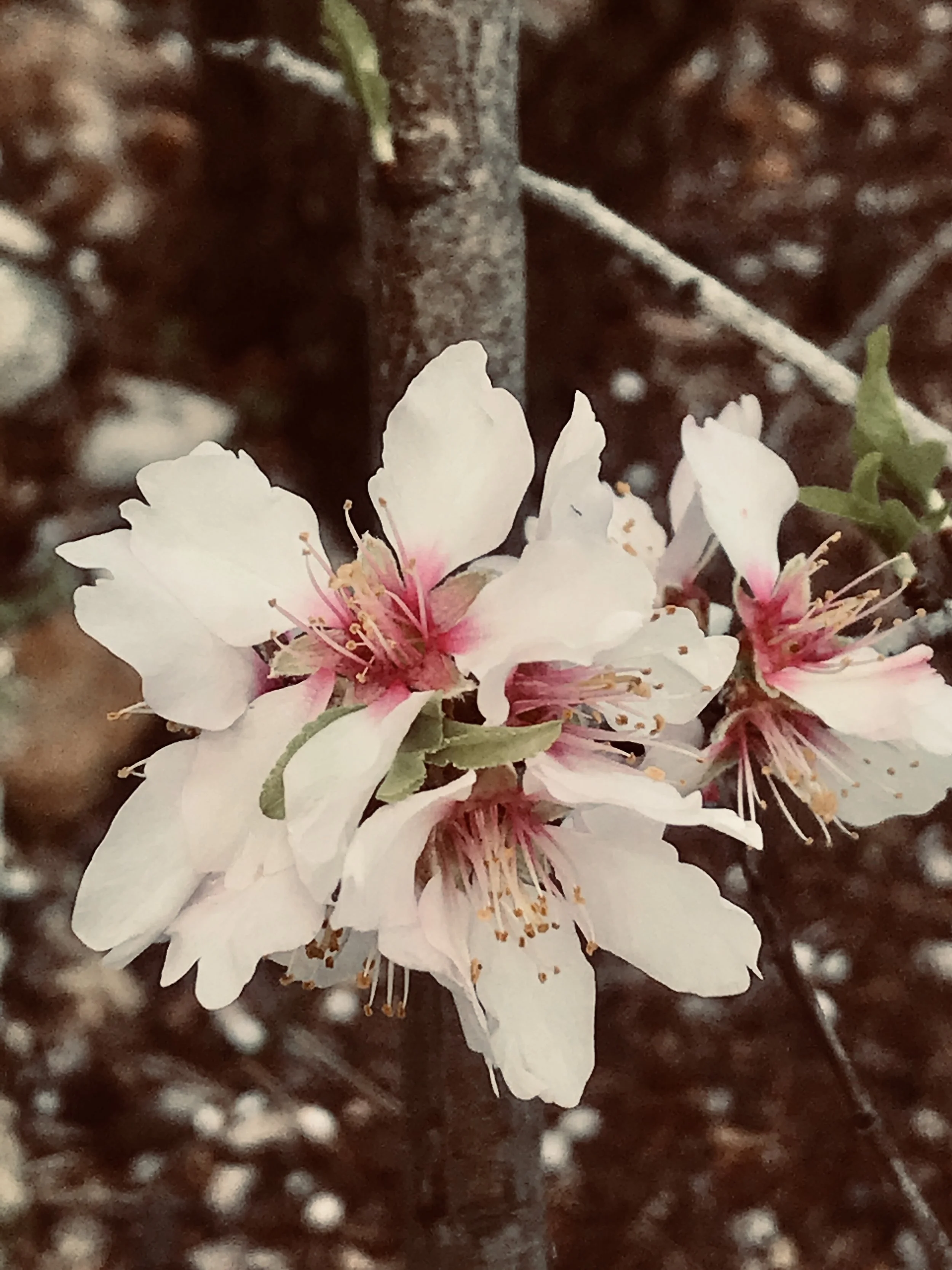Close-up of white and pink cherry blossoms on a tree branch.