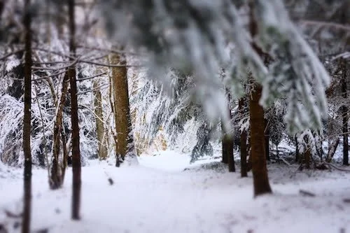 Snow-covered forest with tall trees and snow on the ground
