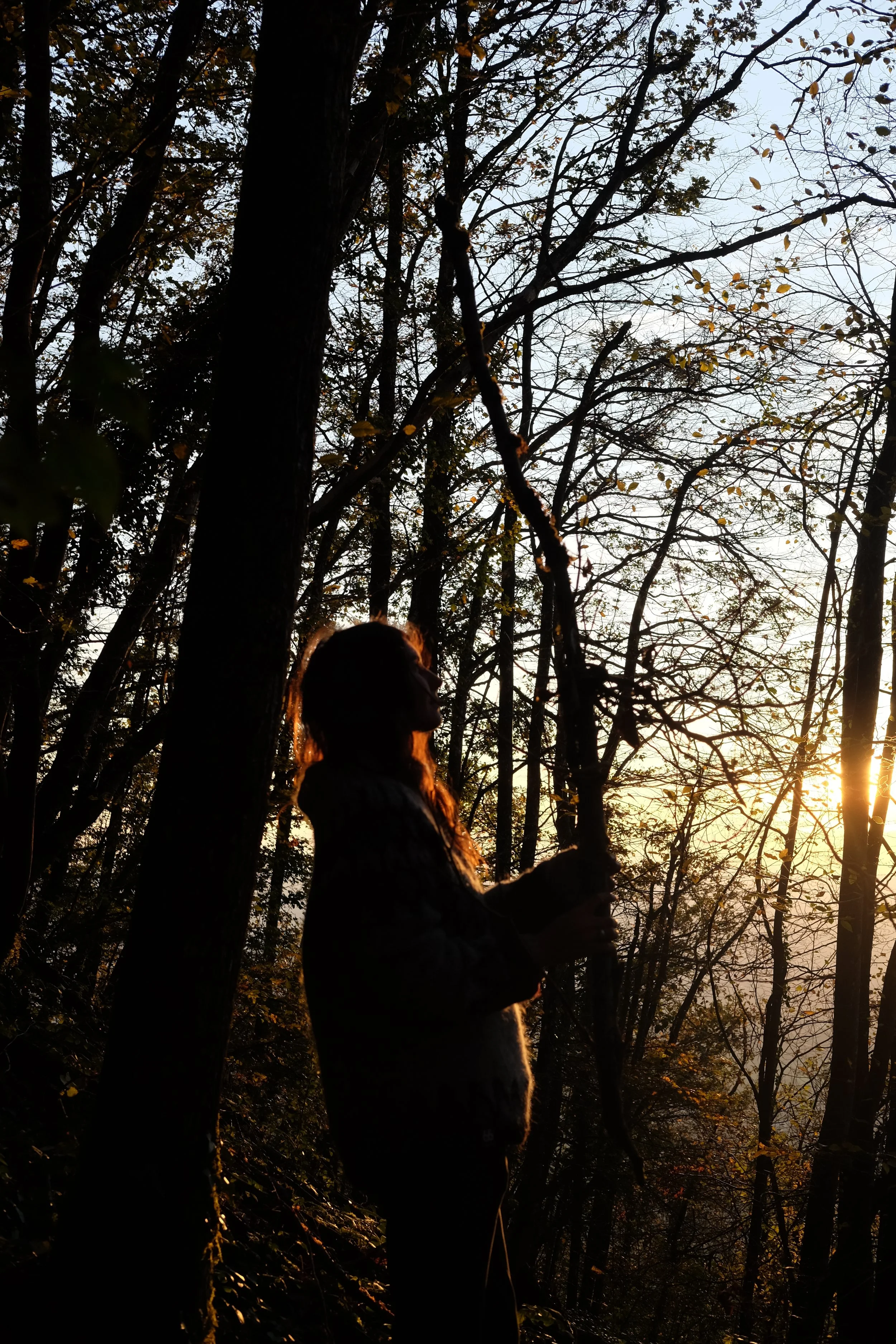A person standing in a forest at sunset, silhouetted against the sky, holding a large stick or branch.