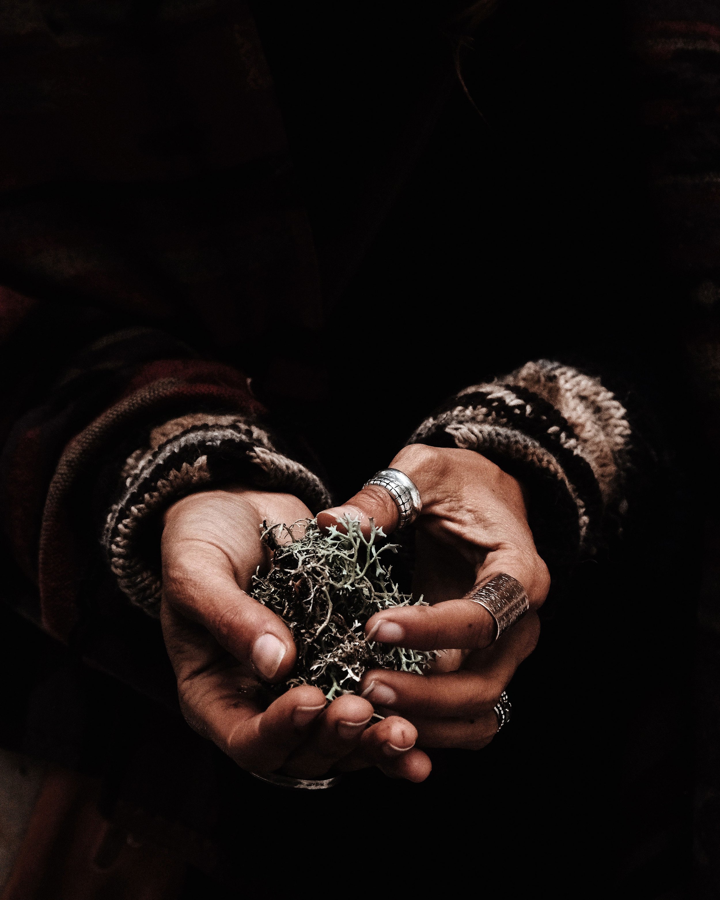 Close-up of hands holding moss and lichen, adorned with silver rings and a bracelet, with a dark background.