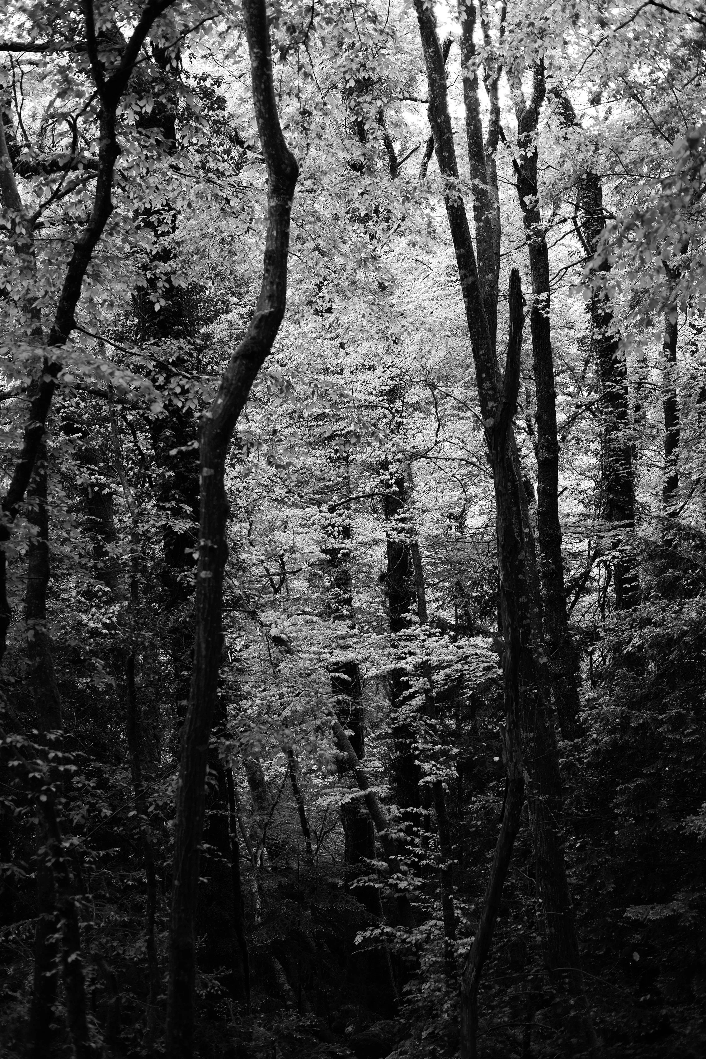 Black and white photo of a dense forest with tall trees and thick foliage. photography by severine Perron gardent