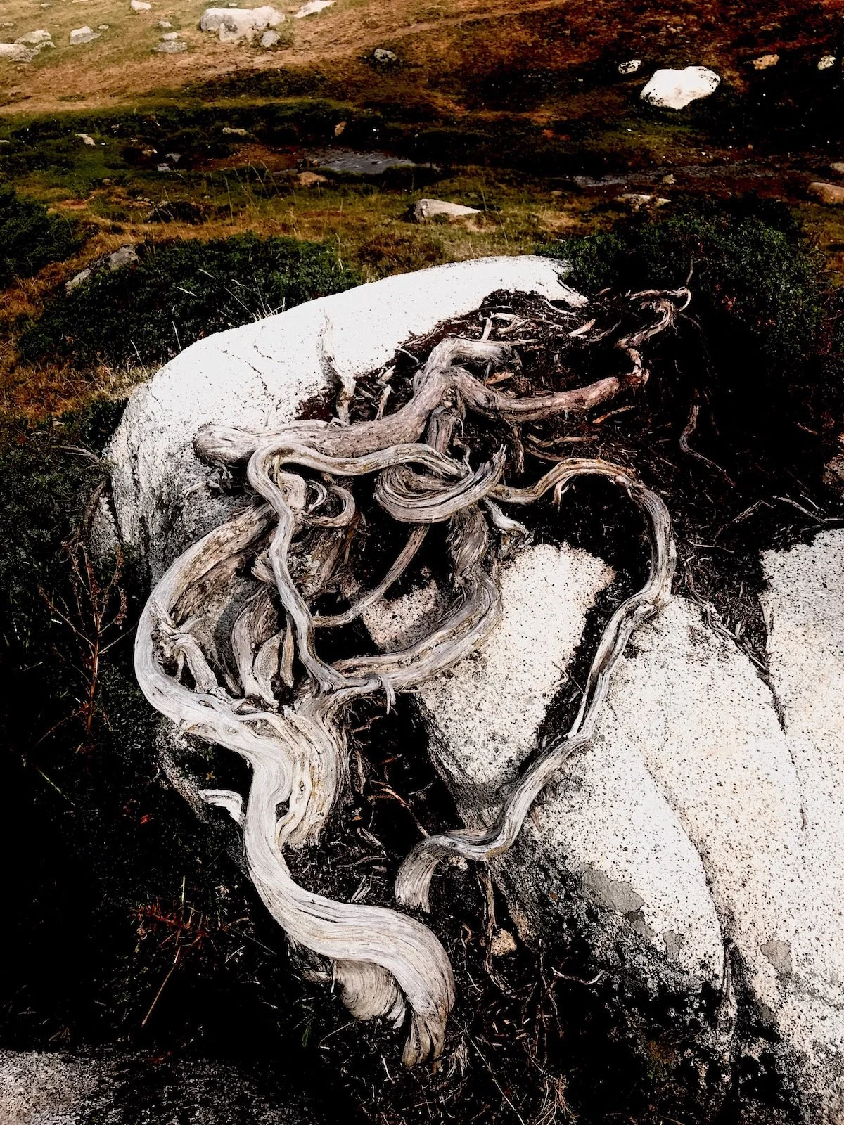 A close-up of weathered, twisted tree roots on a large white rock in a mountainous landscape with patches of grass, rocks, and low shrubs.