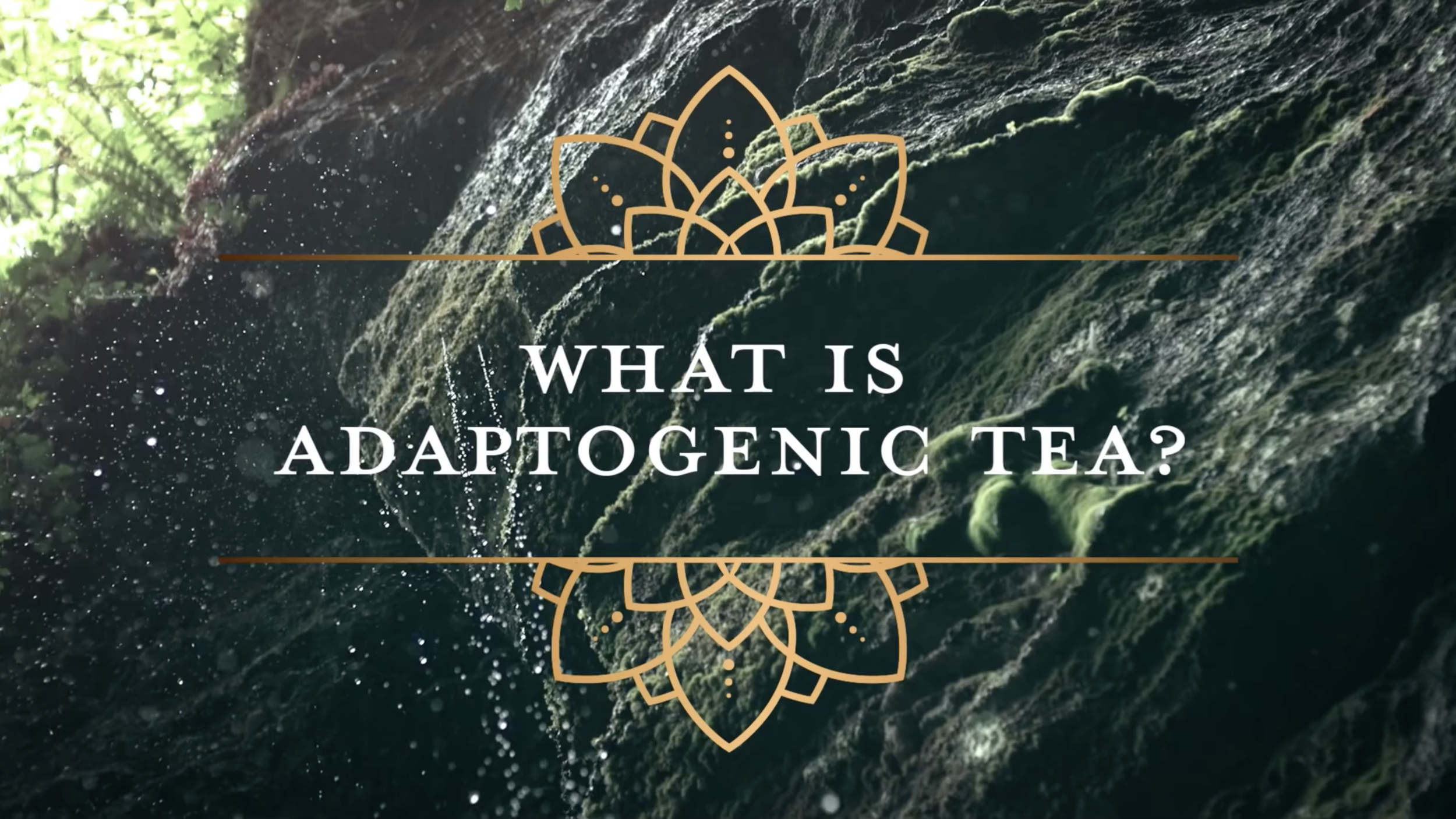 GT's ALIVE an Adaptogenic Tea