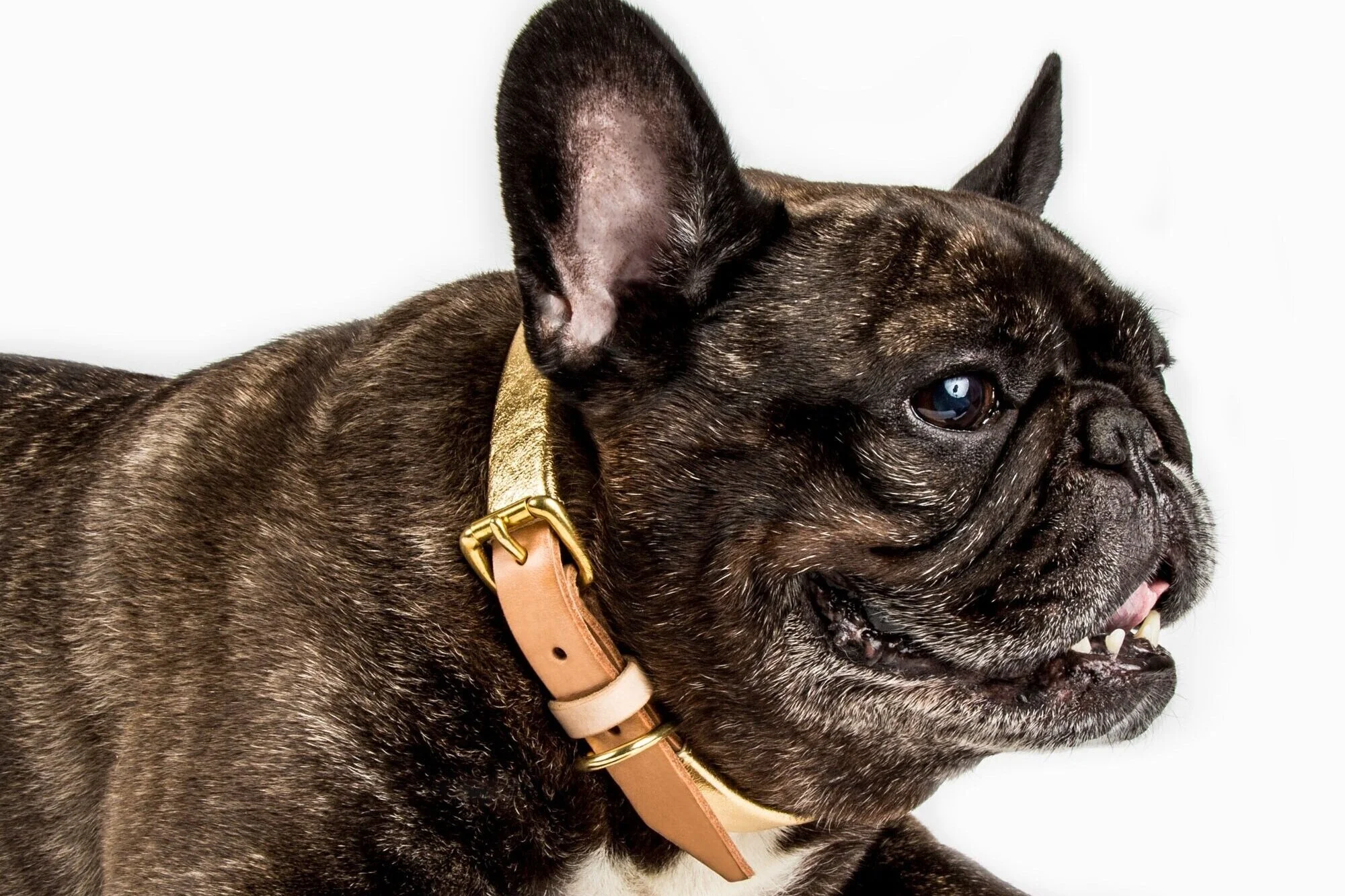 SuperNova sportin’ our Metalli X/Gold Lux Collar