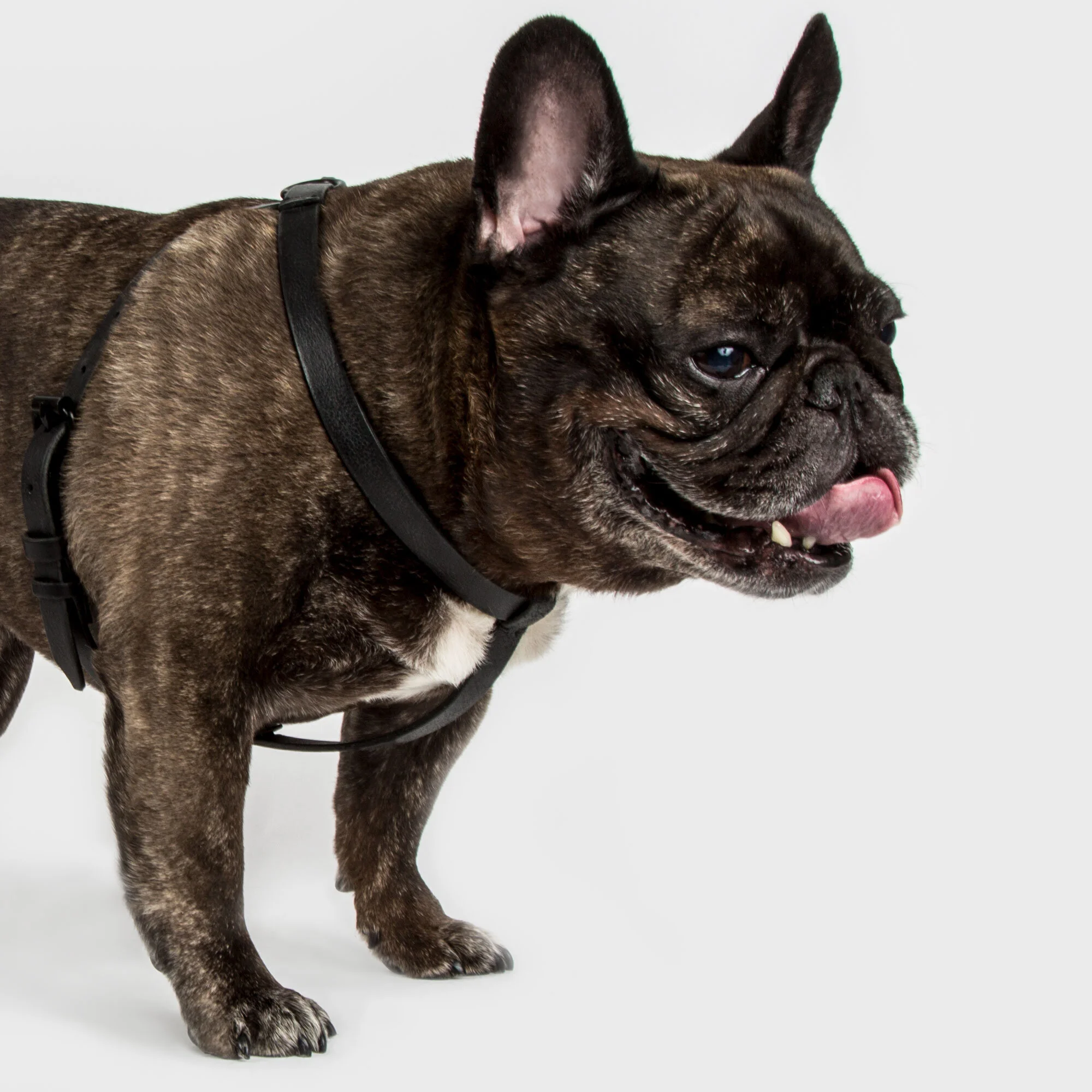 The Easton Lux Harness