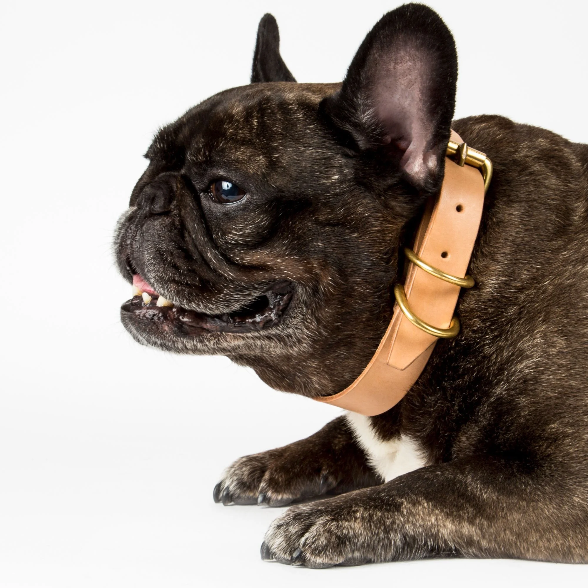 The Weston Standard Collar