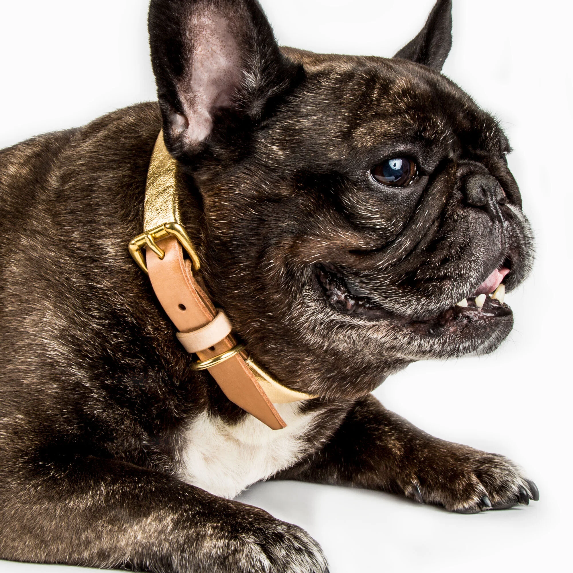 The X/Gold Lux Collar