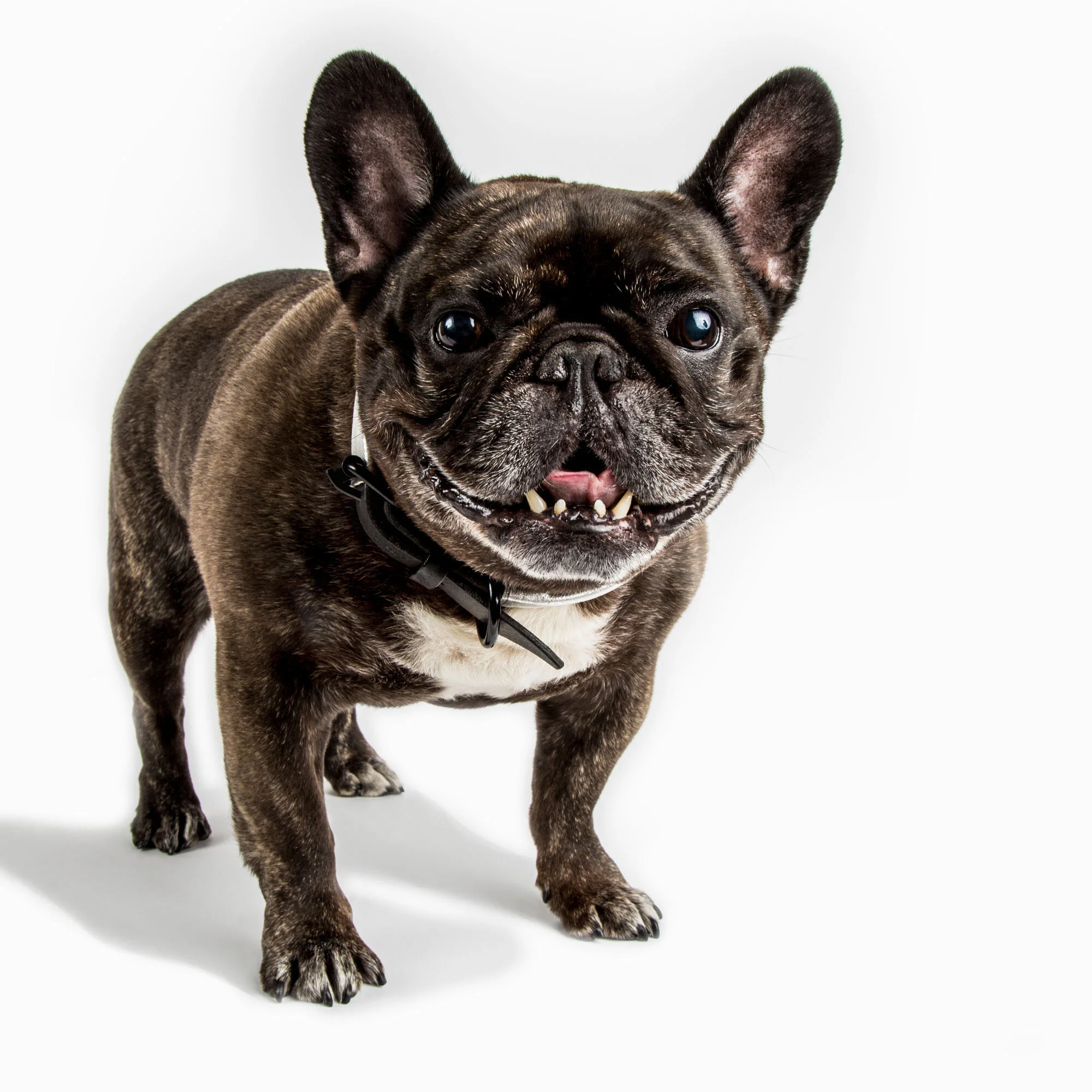 The X/Platinum Lux Collar