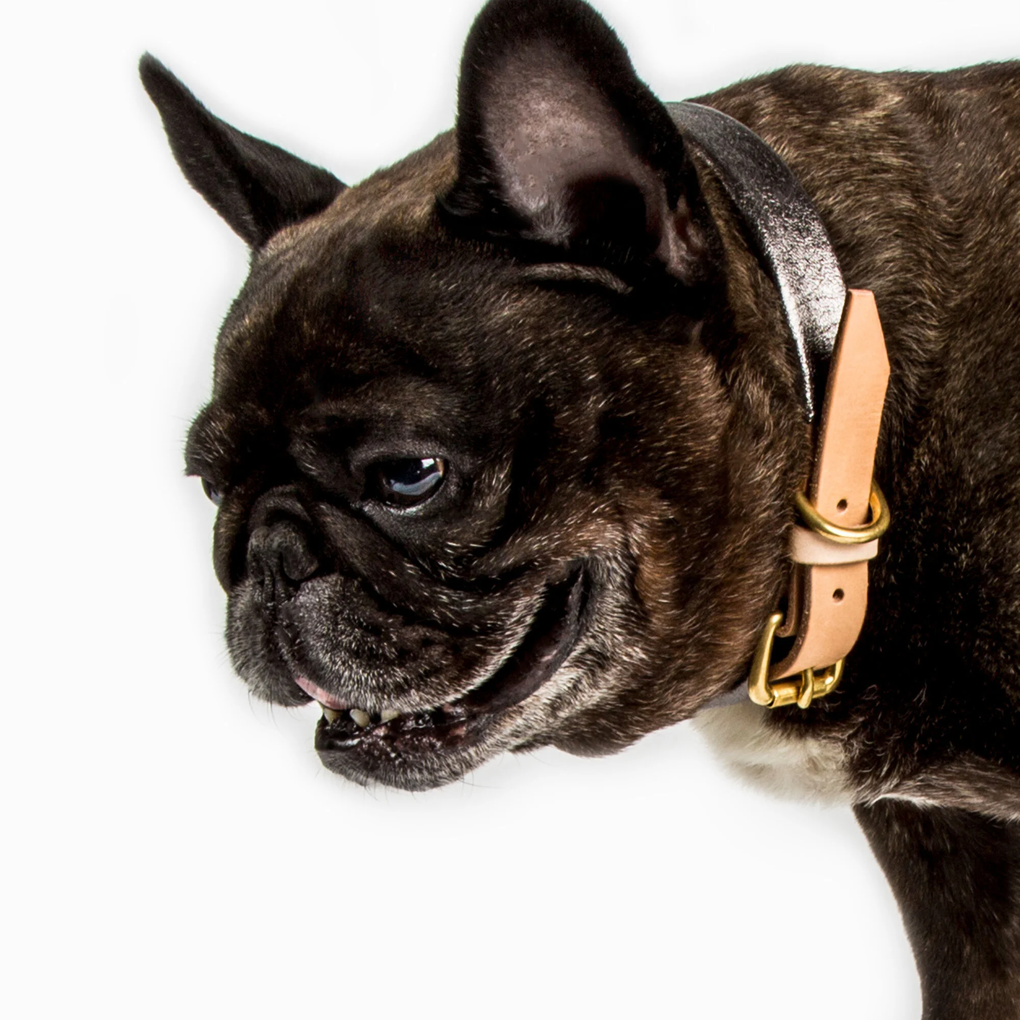 The X/Carbon Lux Collar