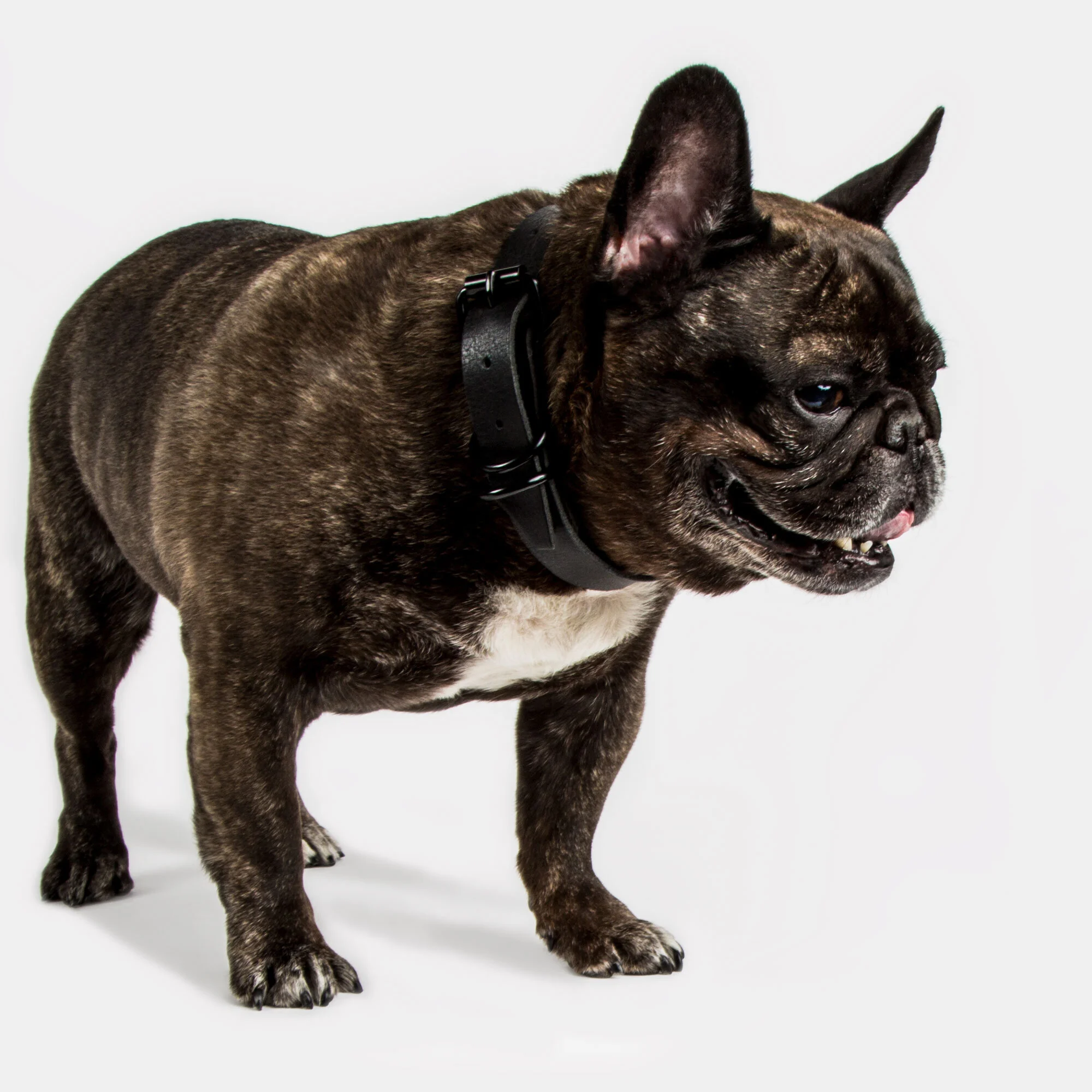 The Easton Standard Collar