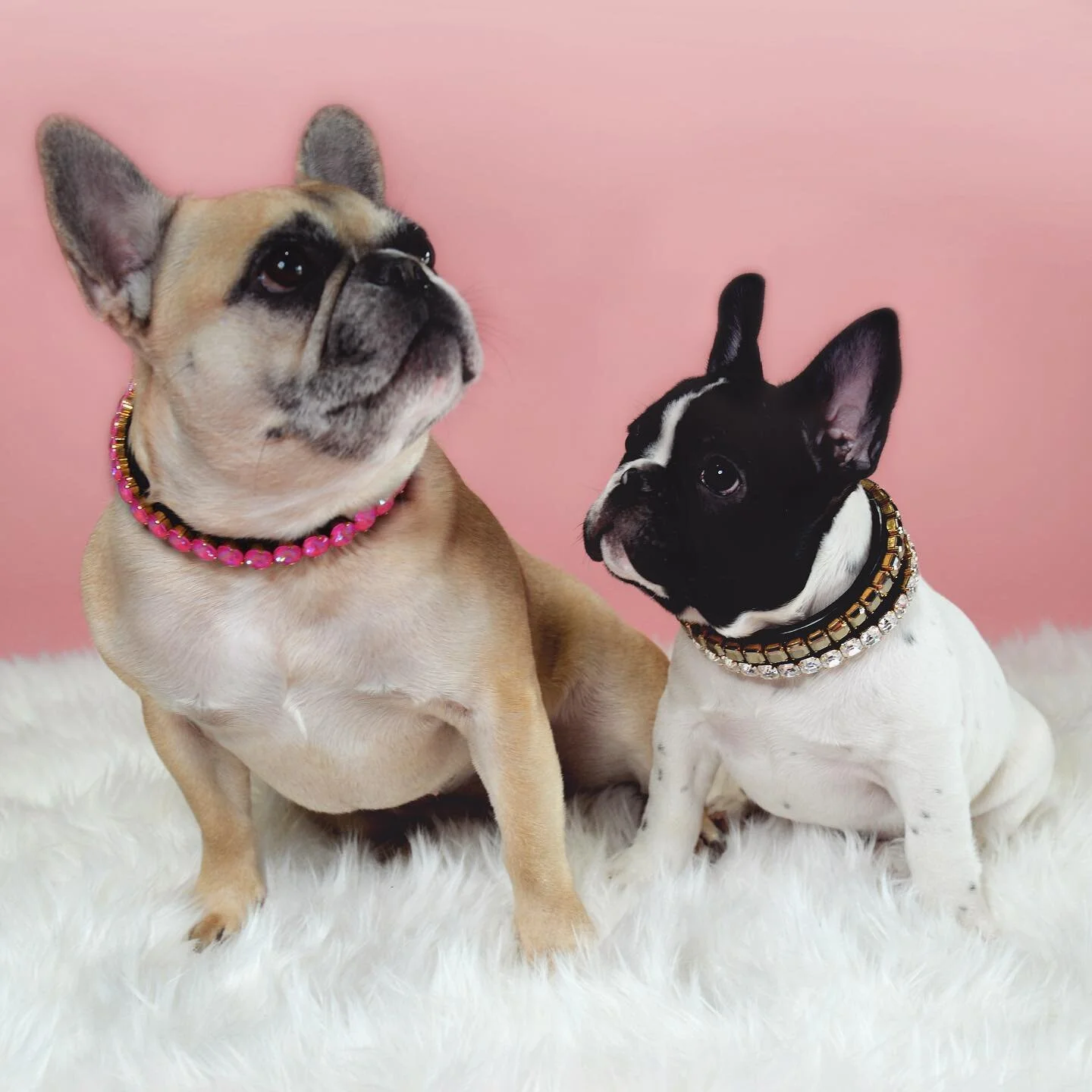 Feelin&rsquo; like a dream...

Wide awake and twinning in diamonds! @the.princess.mini @tinysamba 

These beauties are sparkling in their exclusive diamond wear, the Astra and UltraNeon Mini. Both are now available to order on our site including an e