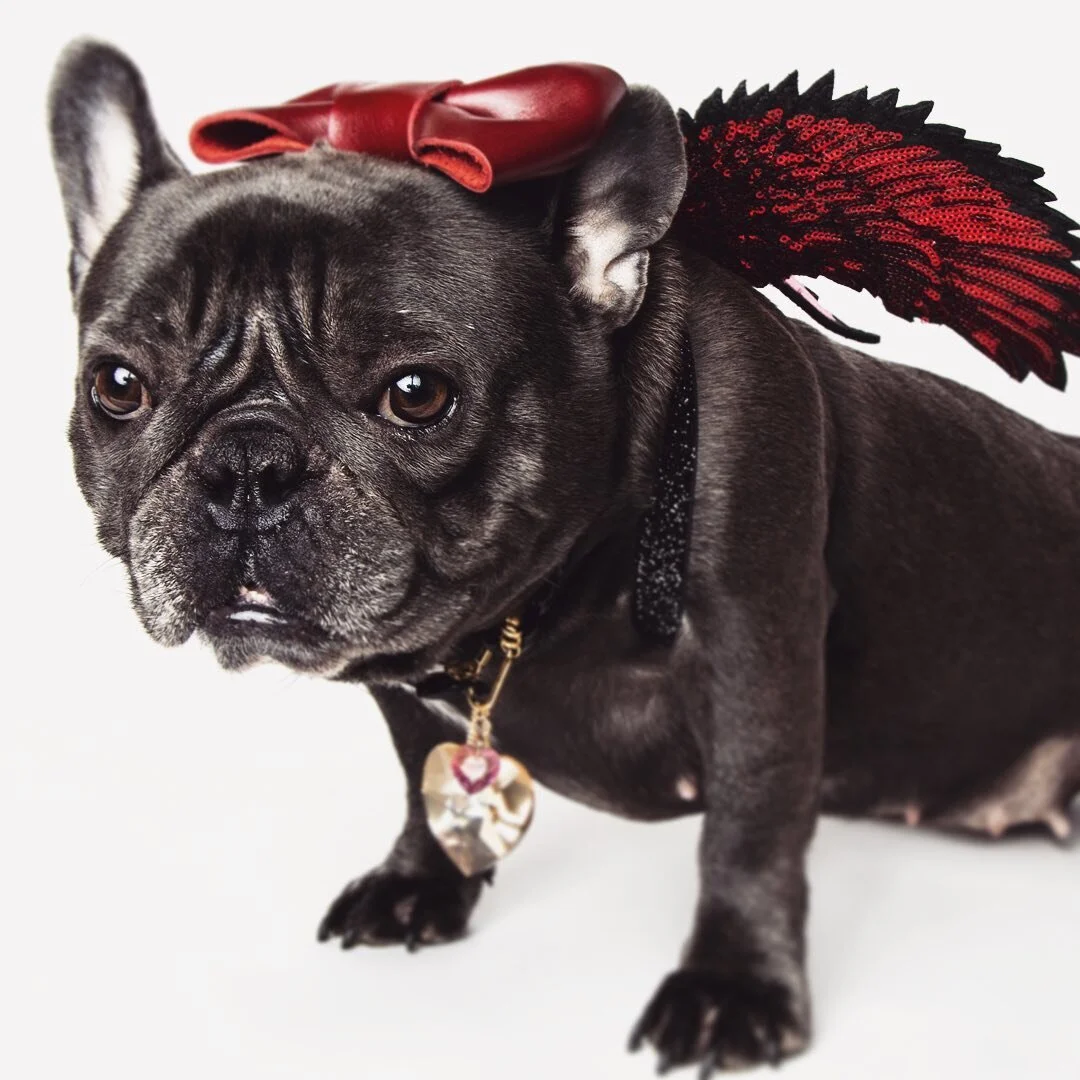 Get your cupid on!

Get a pair of wings and be your very own cupid! Mini Cupid Wings on sale for a limited time, link in bio.

#superpowersoflove 
#saintsandsuperheroes