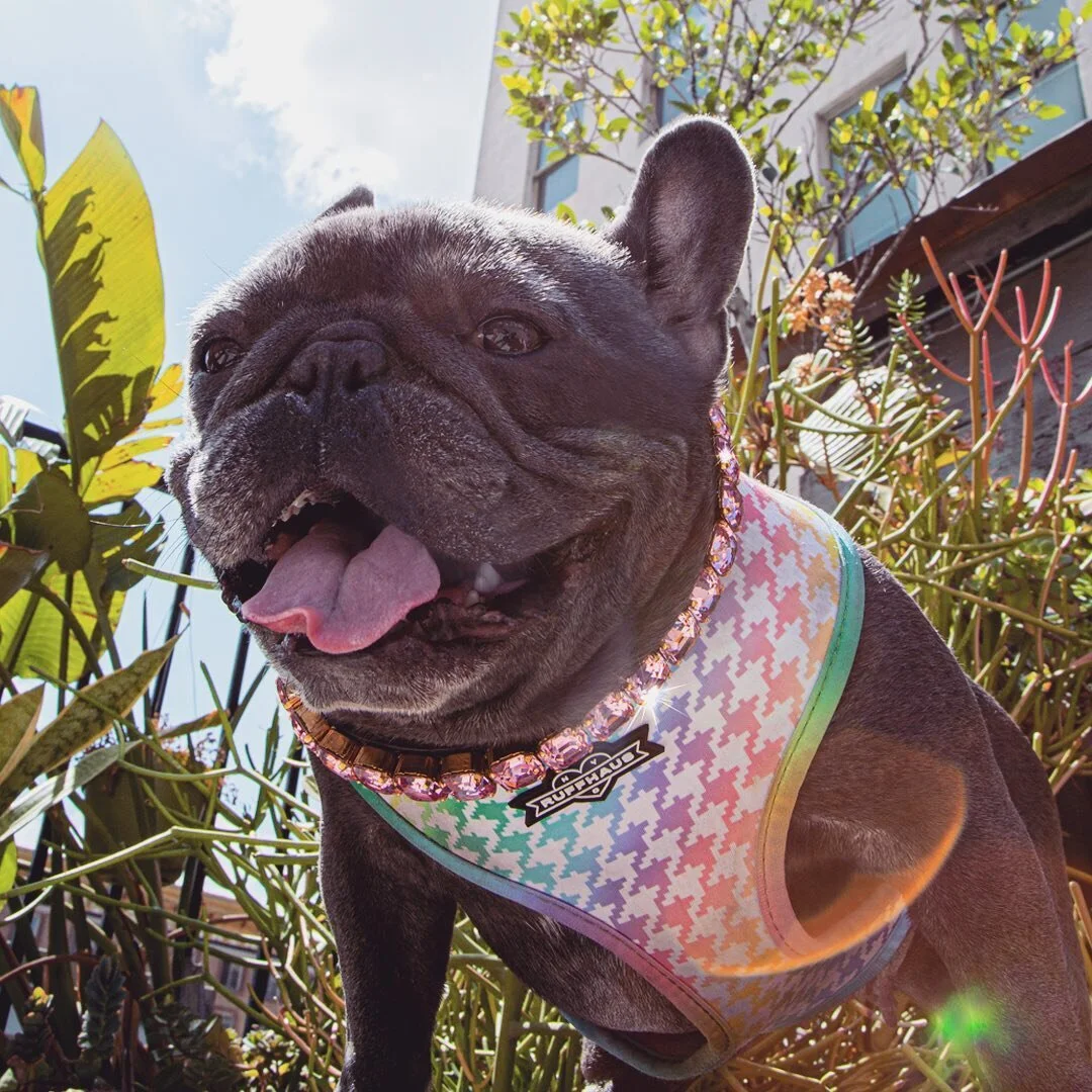 Suns out, Sparkles out ✨
Sending you all smiles and sparkles!

In LOVE with this magical #ootd combo! 😍 Frankie is all smiles in our favorite @ruffhausnyc Rainbowtooth Harness and our gorgeous Astra Diamond Neckwear.

#ruffhausnyc #saintsandsuperher