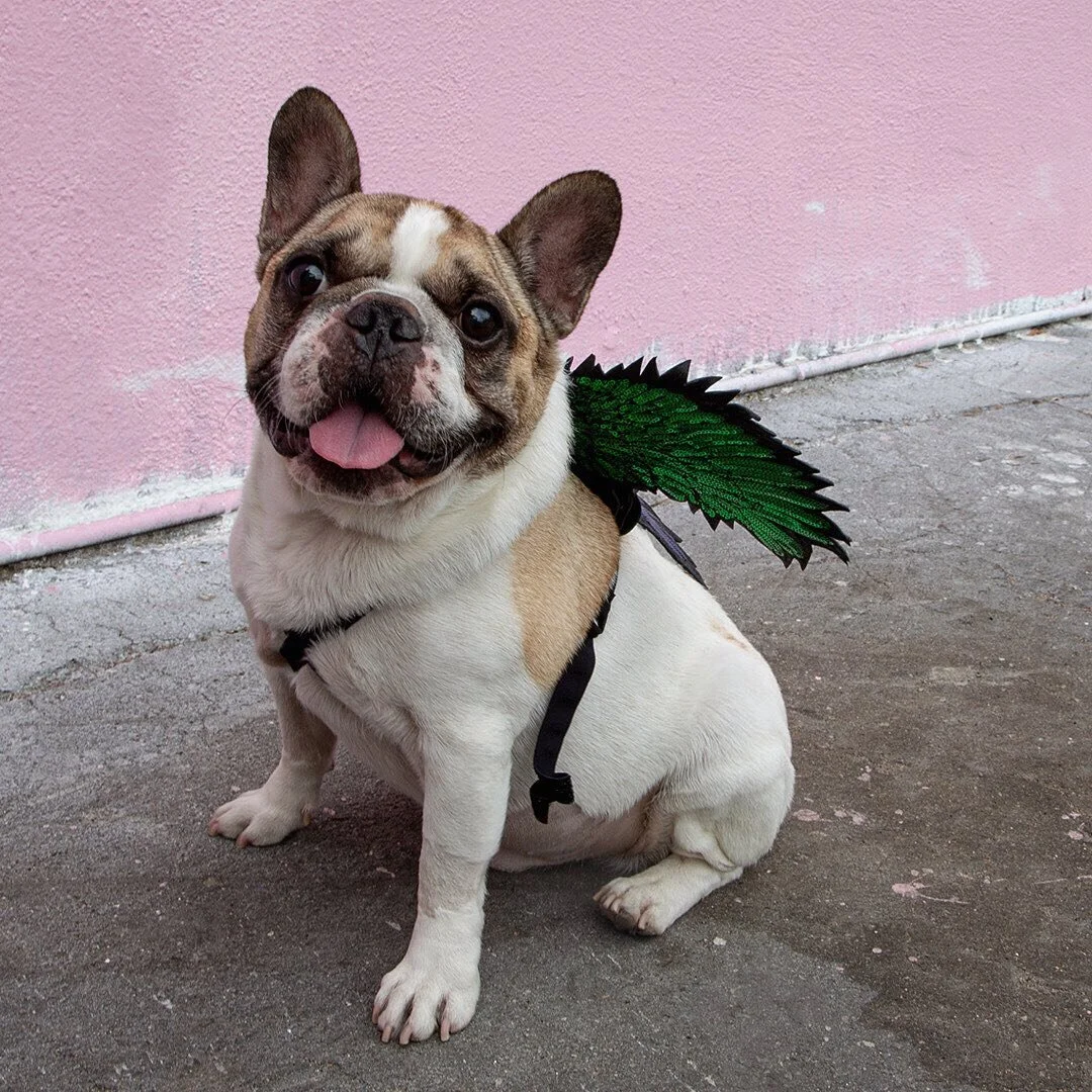 Looking to gain your wings but pink is not your color??!! How about a gorgeous sparkling blue or green pair for all you handsome boys?!!

FINALLY! Your requests have been answered!! These limited edition blue + green mini wings will go on sale this W