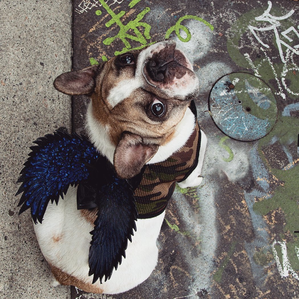 Wings for the Superheroes.... (*Superpowers not included)

Latest hero spotted in the City of Angels, the one and only, SuperBuddy⚡️ @zoeyandherbuddyyy 

Limited Edition Mini Wings are now available, in a variety of sparkling colors. Get a pair befor