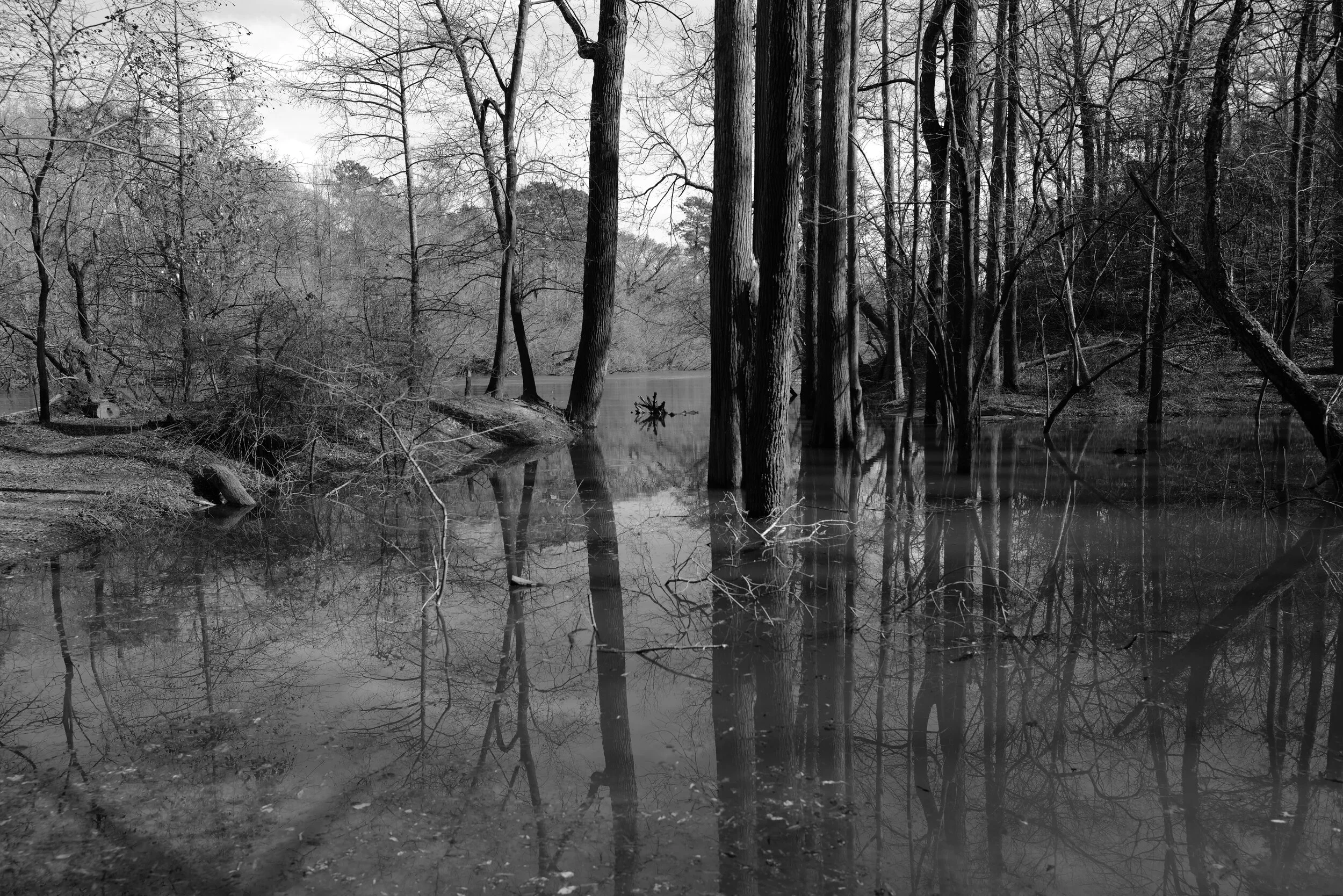 treeswampbnw.jpg