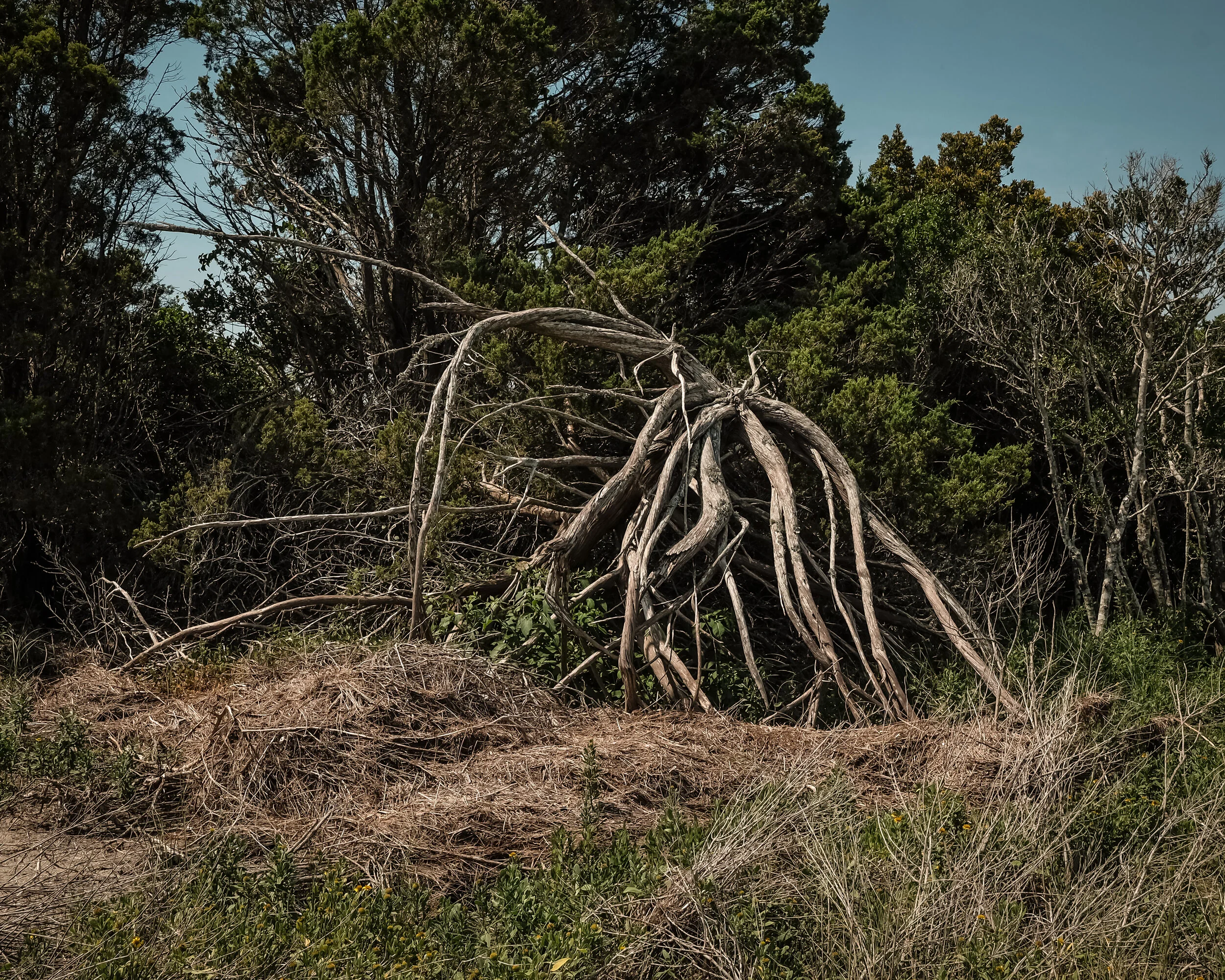 treecrawl.jpg