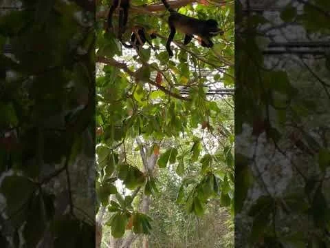 Out the Window - Langosta