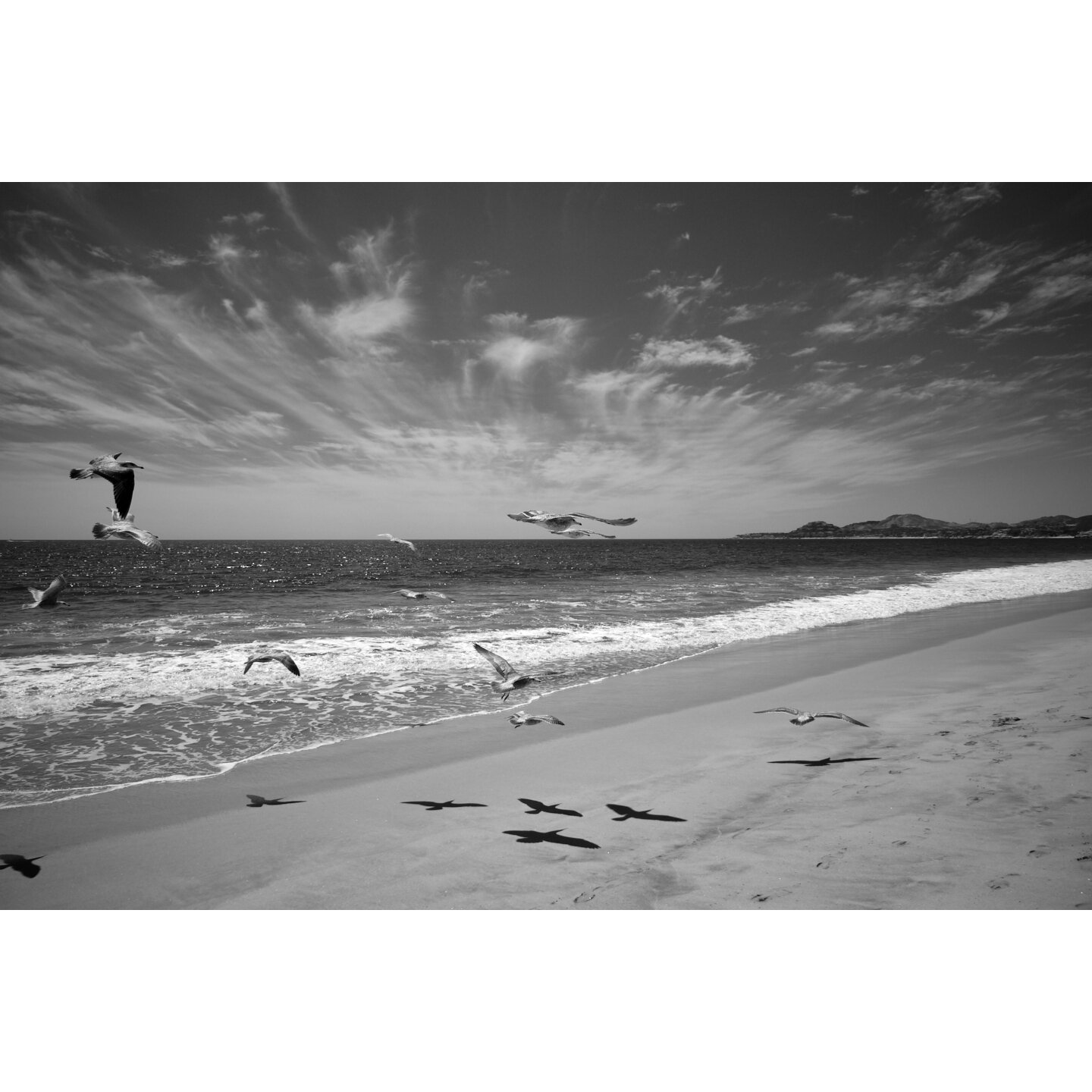 San Jose Del Cabo Mexico, sea gulls, beach
