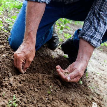 Farmer Planting Seeds.png