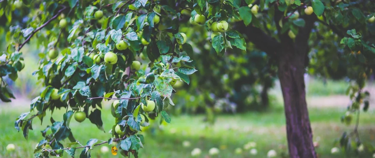 Services Banner.jpeg