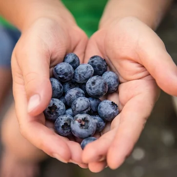 blueberries square.jpg
