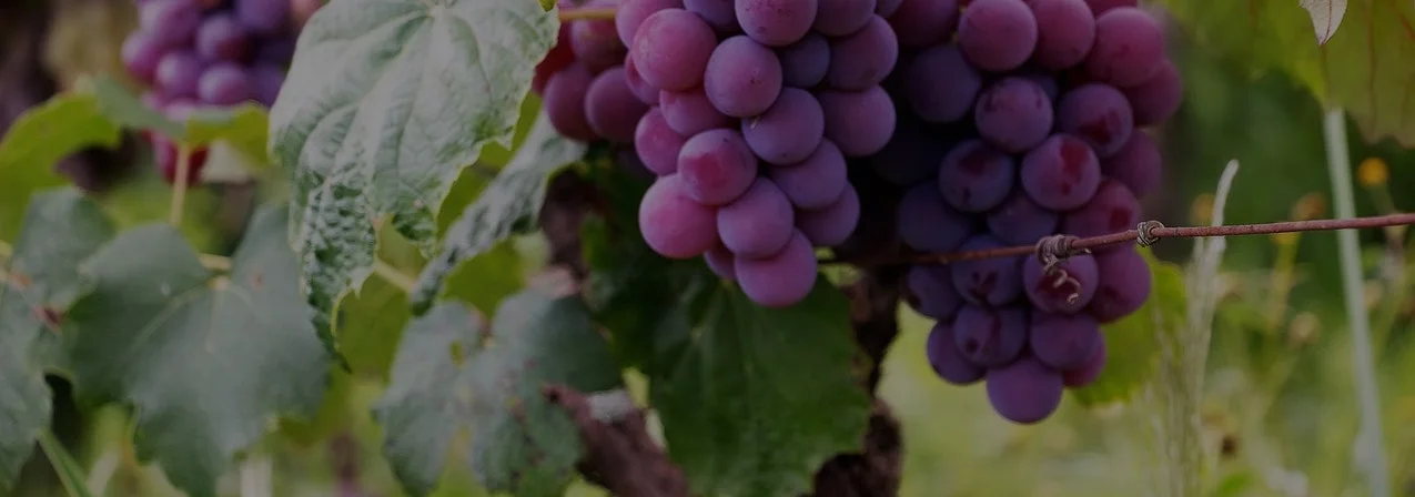 Circular Economy Banner.jpeg